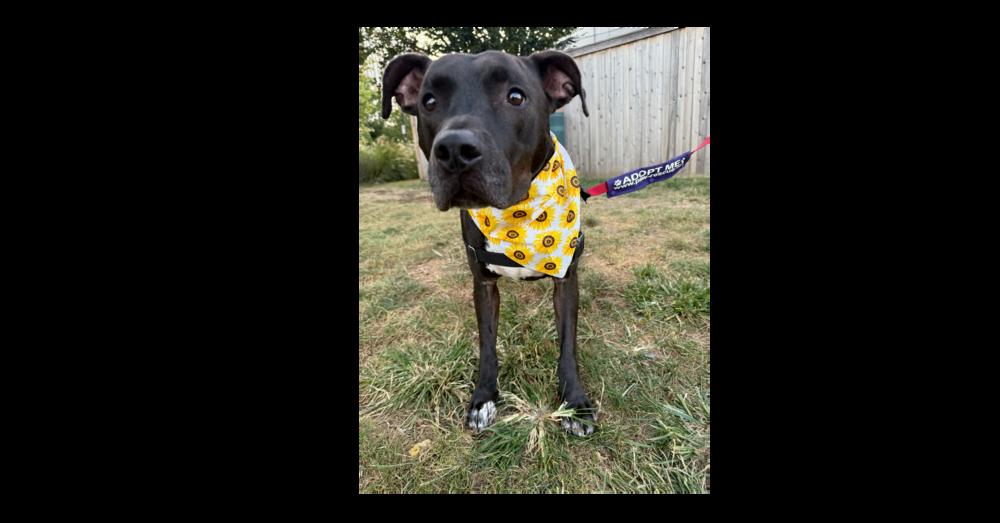 Enlarge Bobby, a Adoptable mixed breed in Greenbelt, MD image 4/6