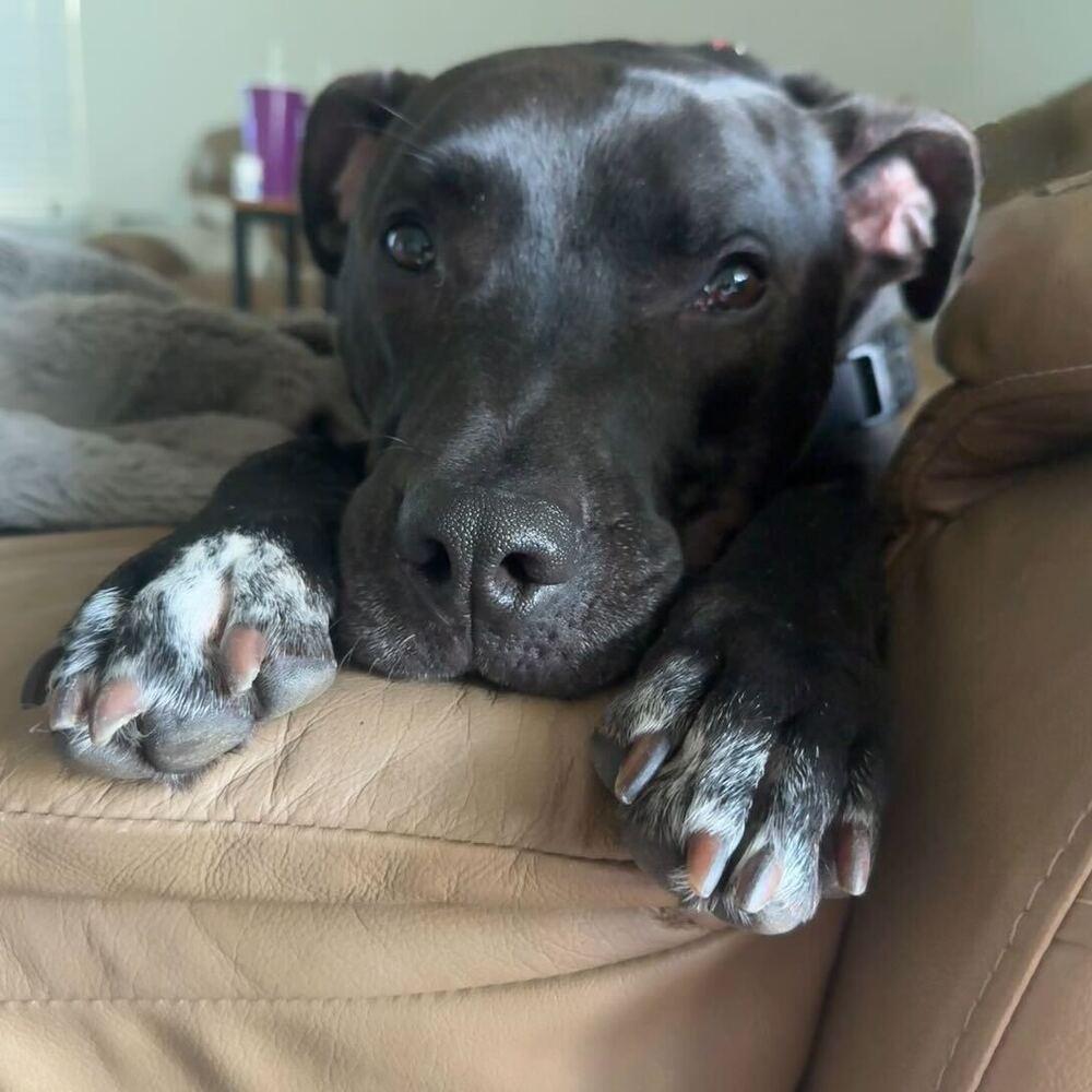 Enlarge Bobby, a Adoptable mixed breed in Greenbelt, MD image 5/6