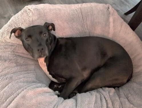 Bobby, Adoptable, Senior Male Labrador Retriever & Terrier.