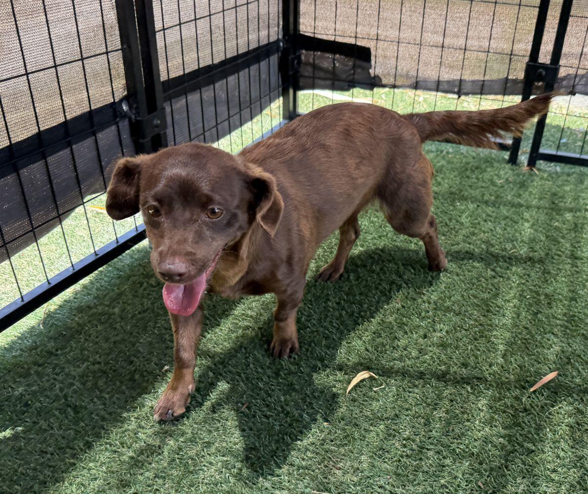 Mira, an adopted Chiweenie in El Paso, TX image 3/6