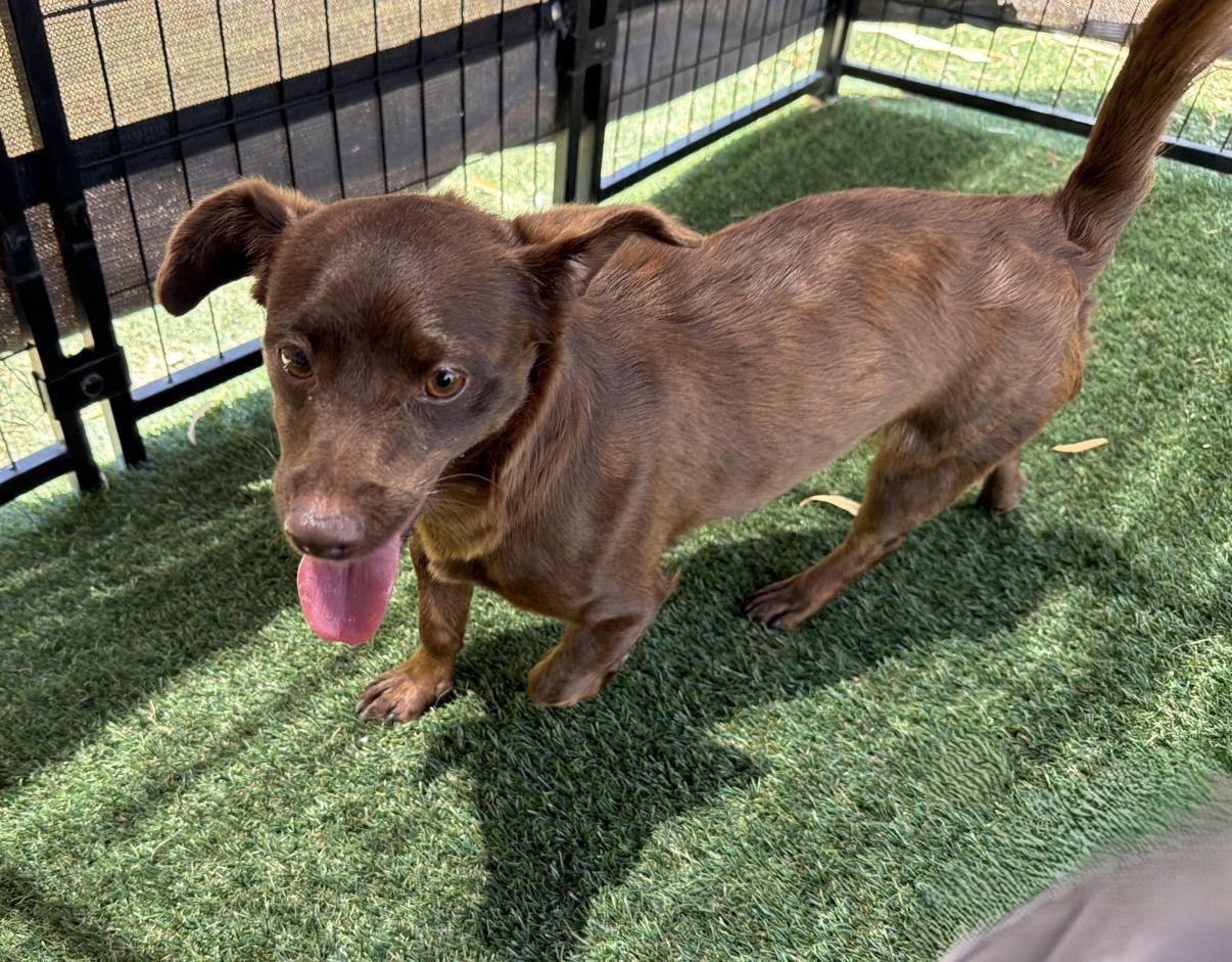 Mira, an adopted Chiweenie in El Paso, TX image 2/6