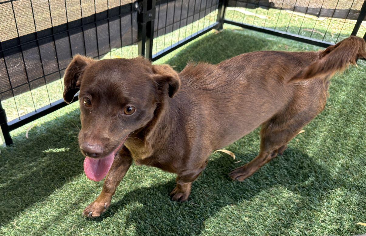Mira, an adopted Chiweenie in El Paso, TX image 6/6