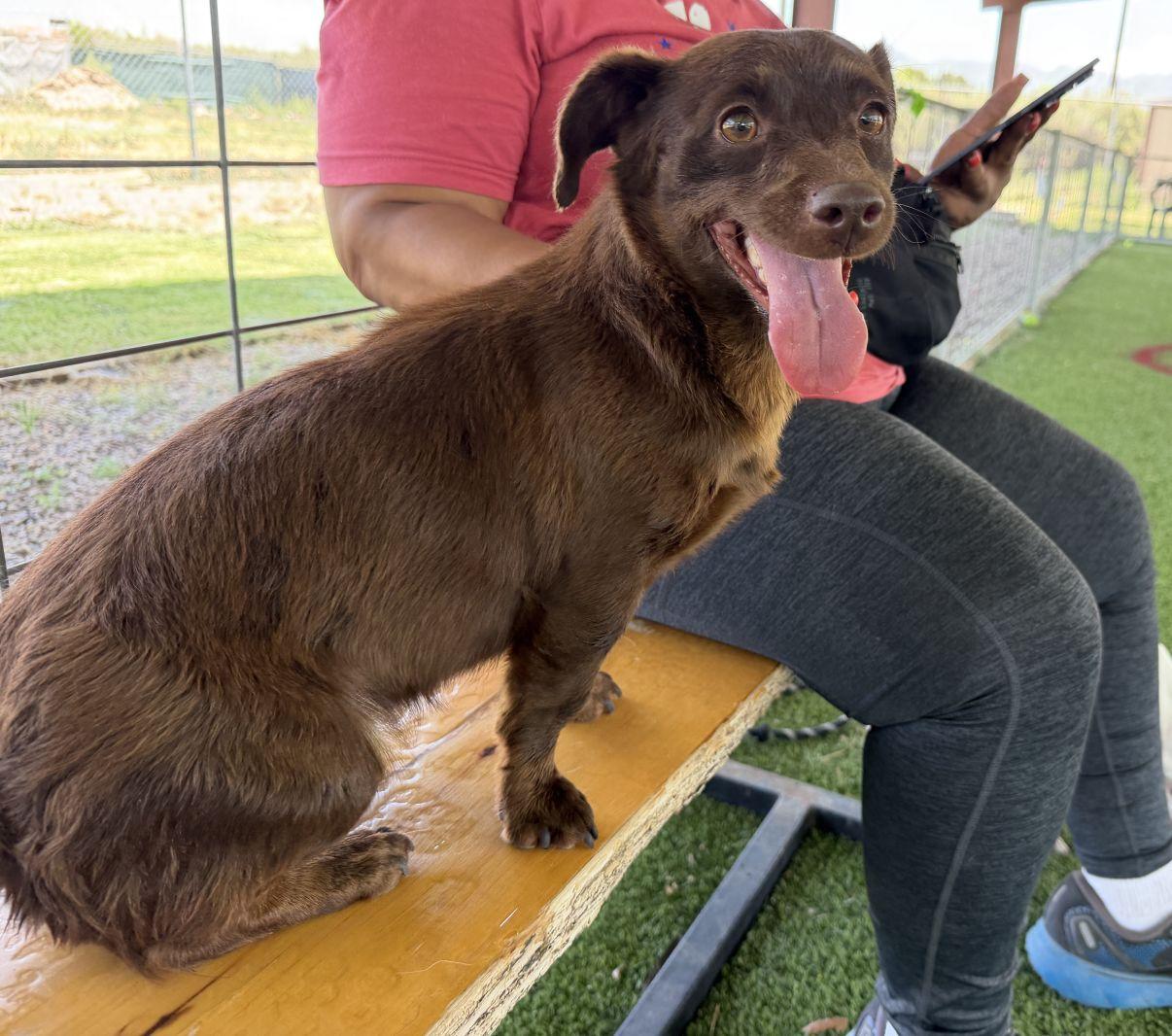 Mira, adopted, Young Female Chiweenie.
