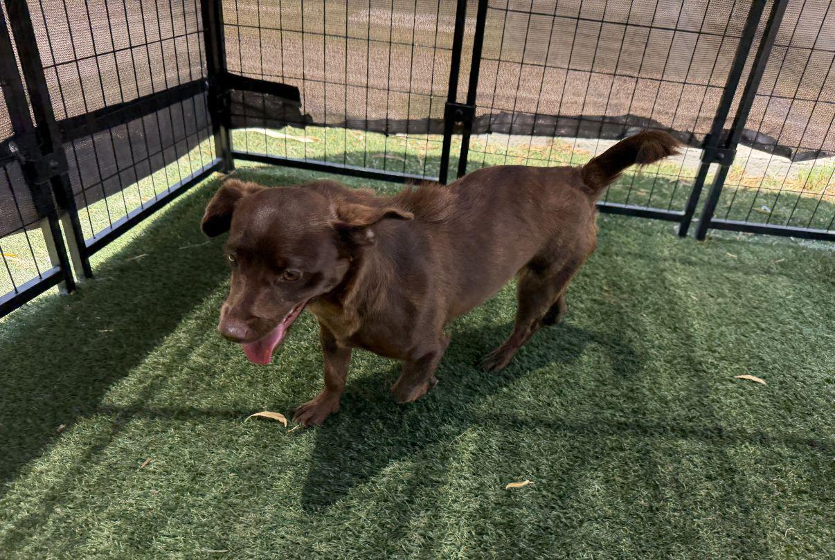 Mira, an adopted Chiweenie in El Paso, TX image 5/6
