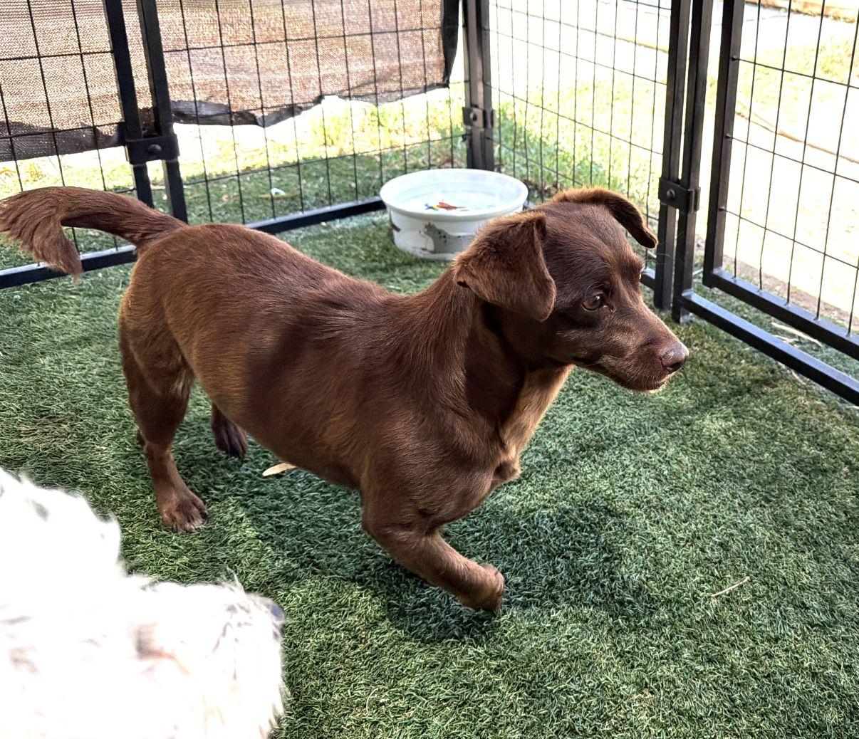 Mira, an adopted Chiweenie in El Paso, TX image 4/6