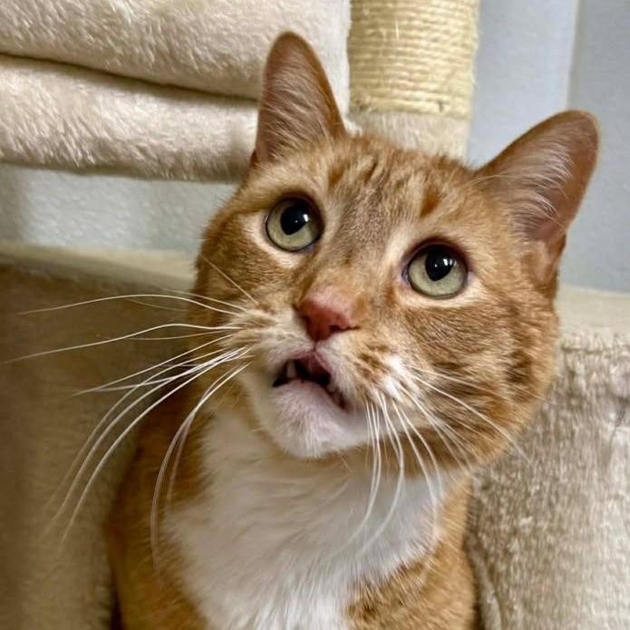 Pete, adopted, Senior Male Domestic Short Hair.