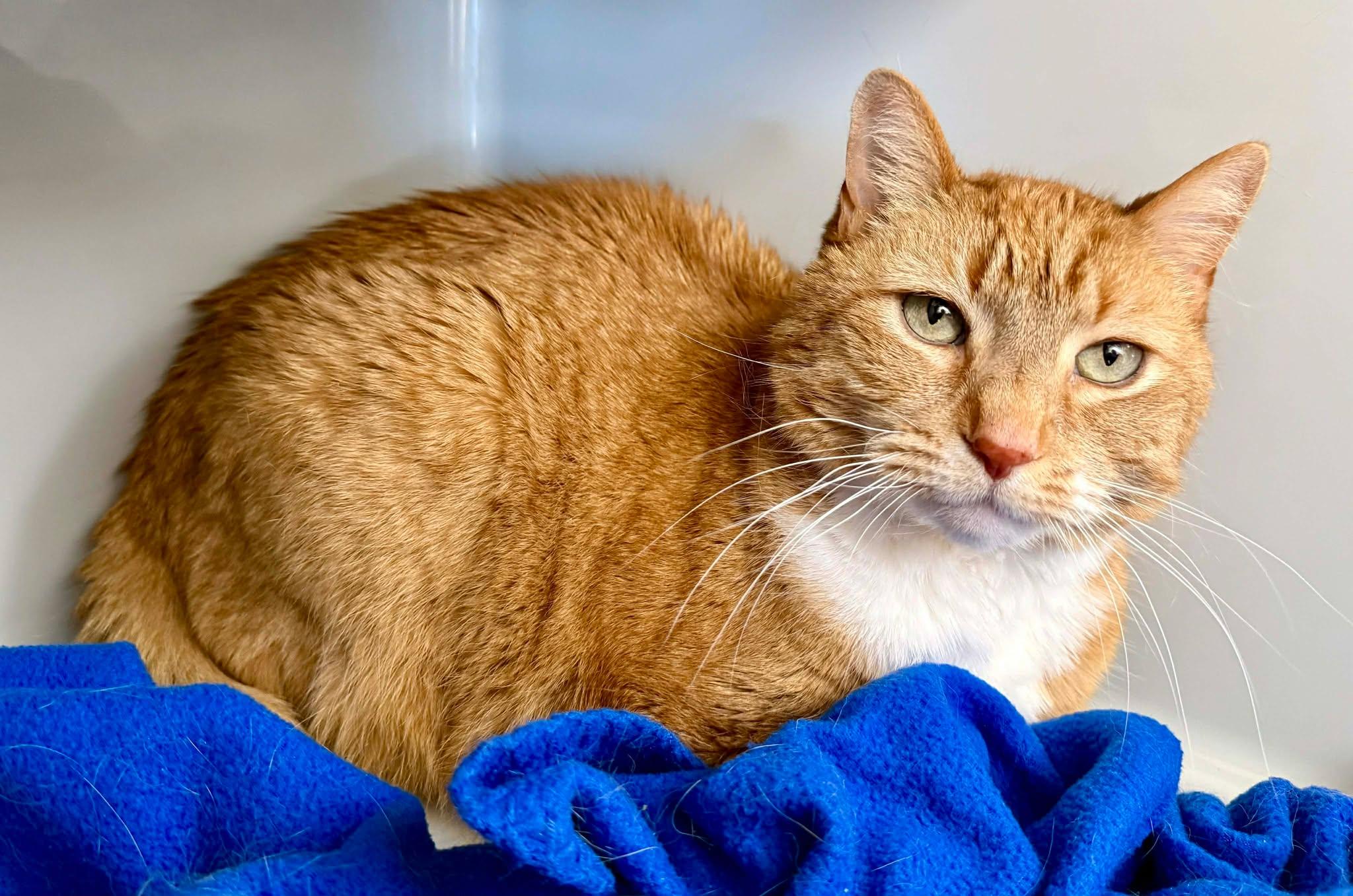 Enlarge Pete, an adopted Domestic Short Hair in Springfield, VT image 3/3