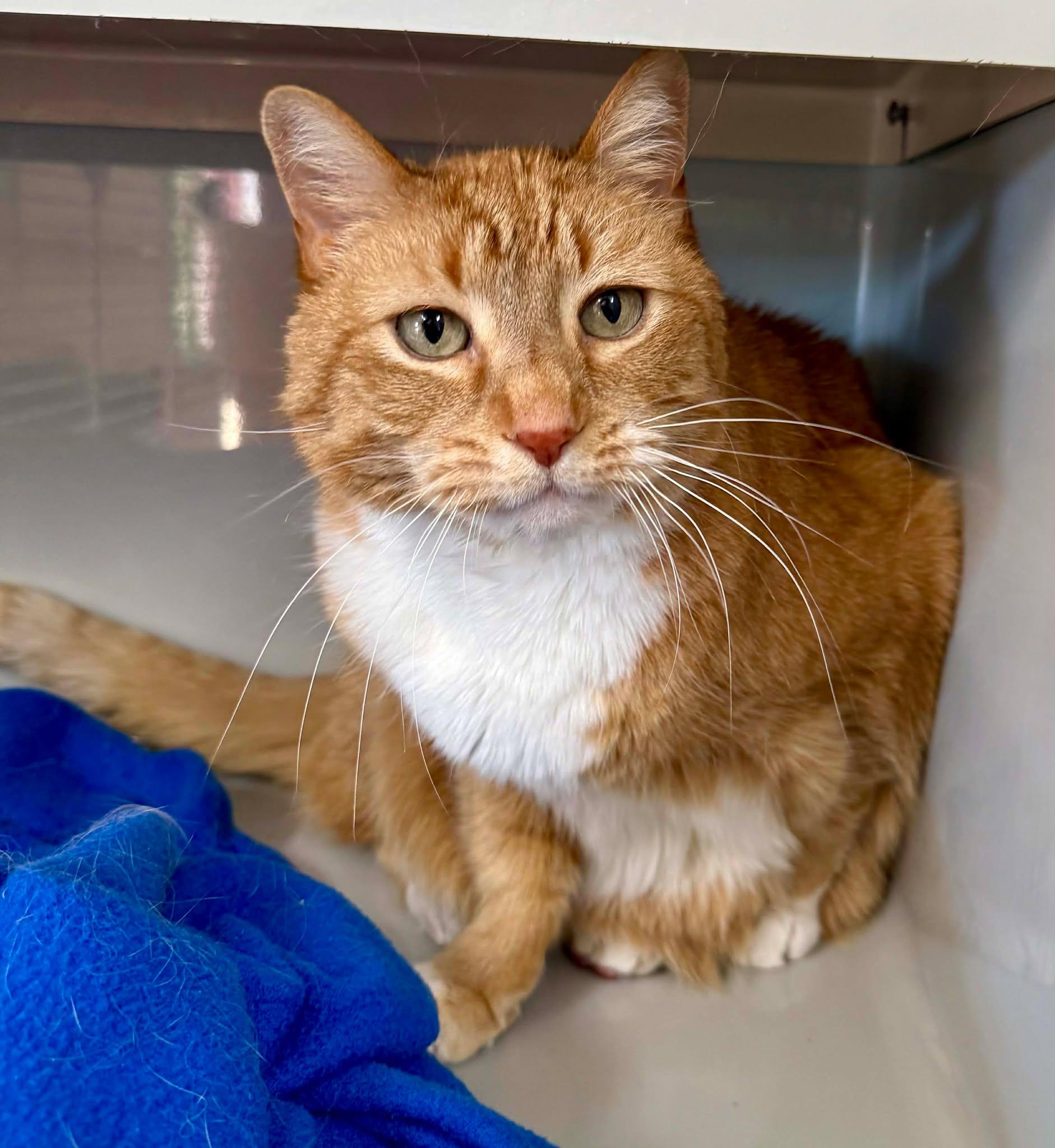 Enlarge Pete, an adopted Domestic Short Hair in Springfield, VT image 2/3