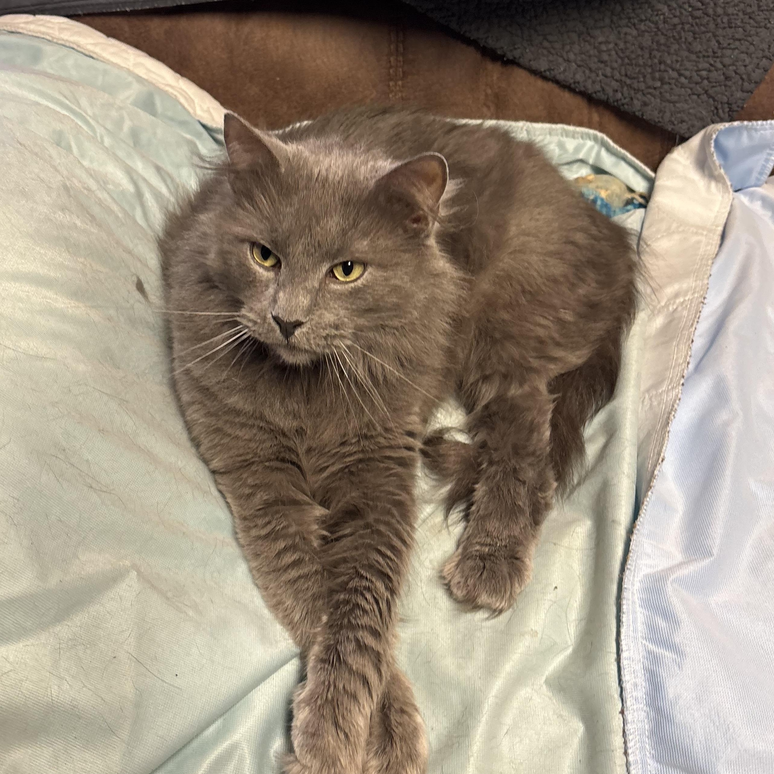 Enlarge Burr, a ADOPTABLE mixed breed in Woodlawn, TN image 1/1