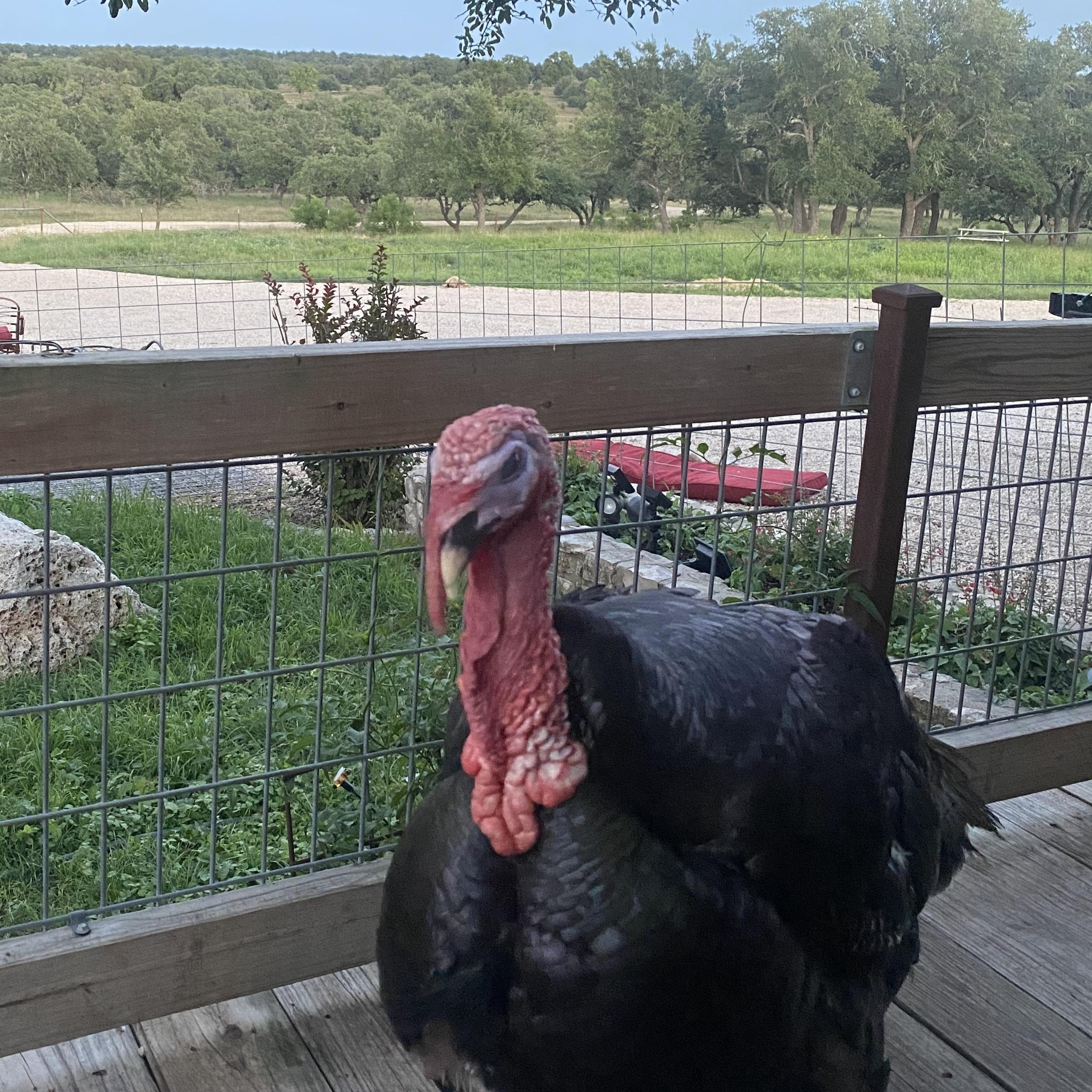 Jackson Turkey, a ADOPTABLE Turkey in Kerrville, TX image 1/2