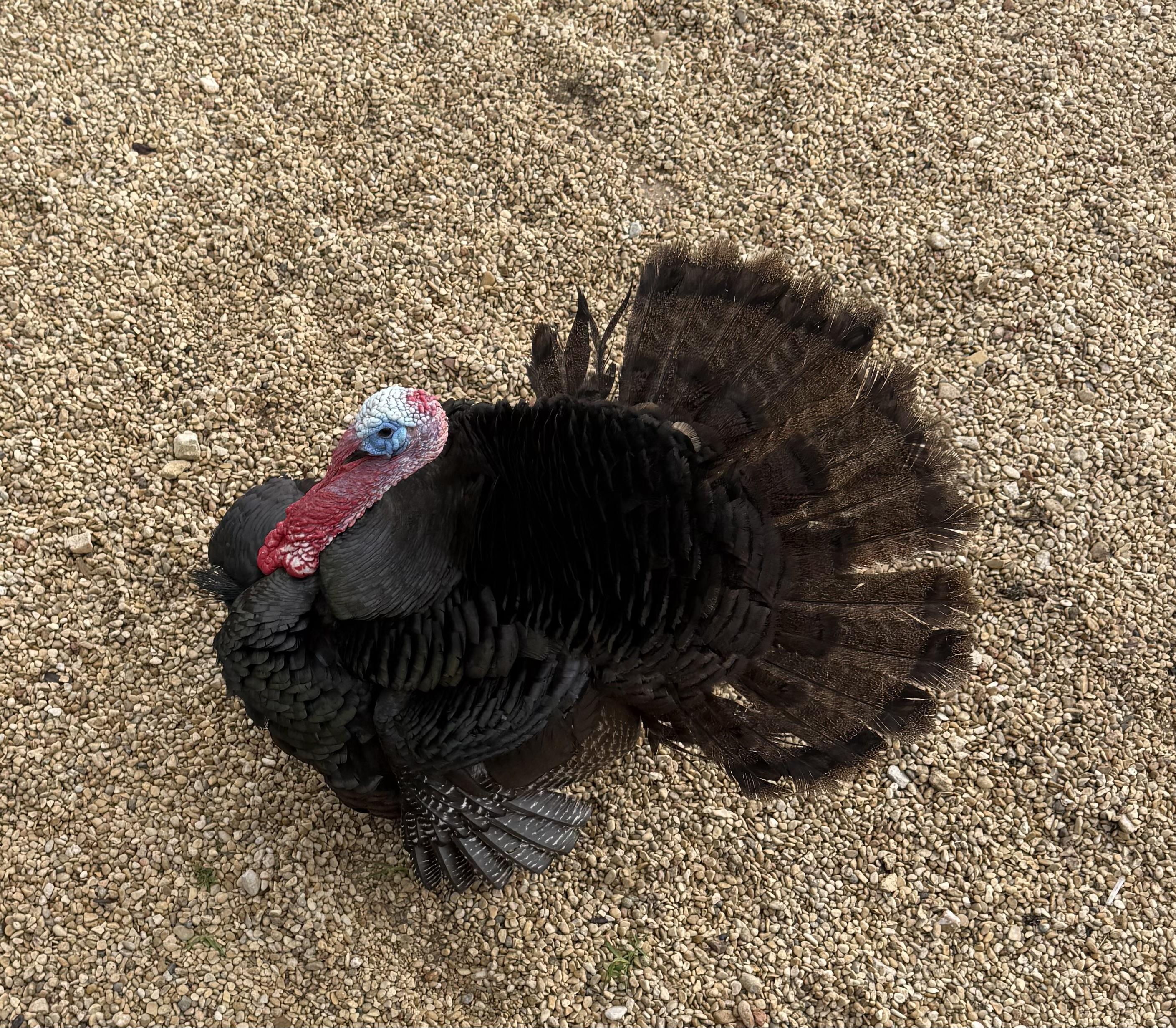 Jackson Turkey, a ADOPTABLE Turkey in Kerrville, TX image 2/2