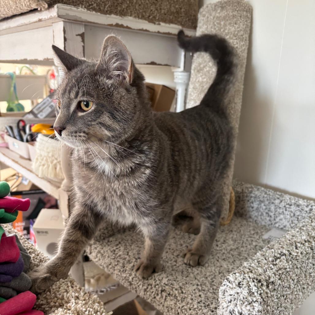 Cairo — thumbnail 4