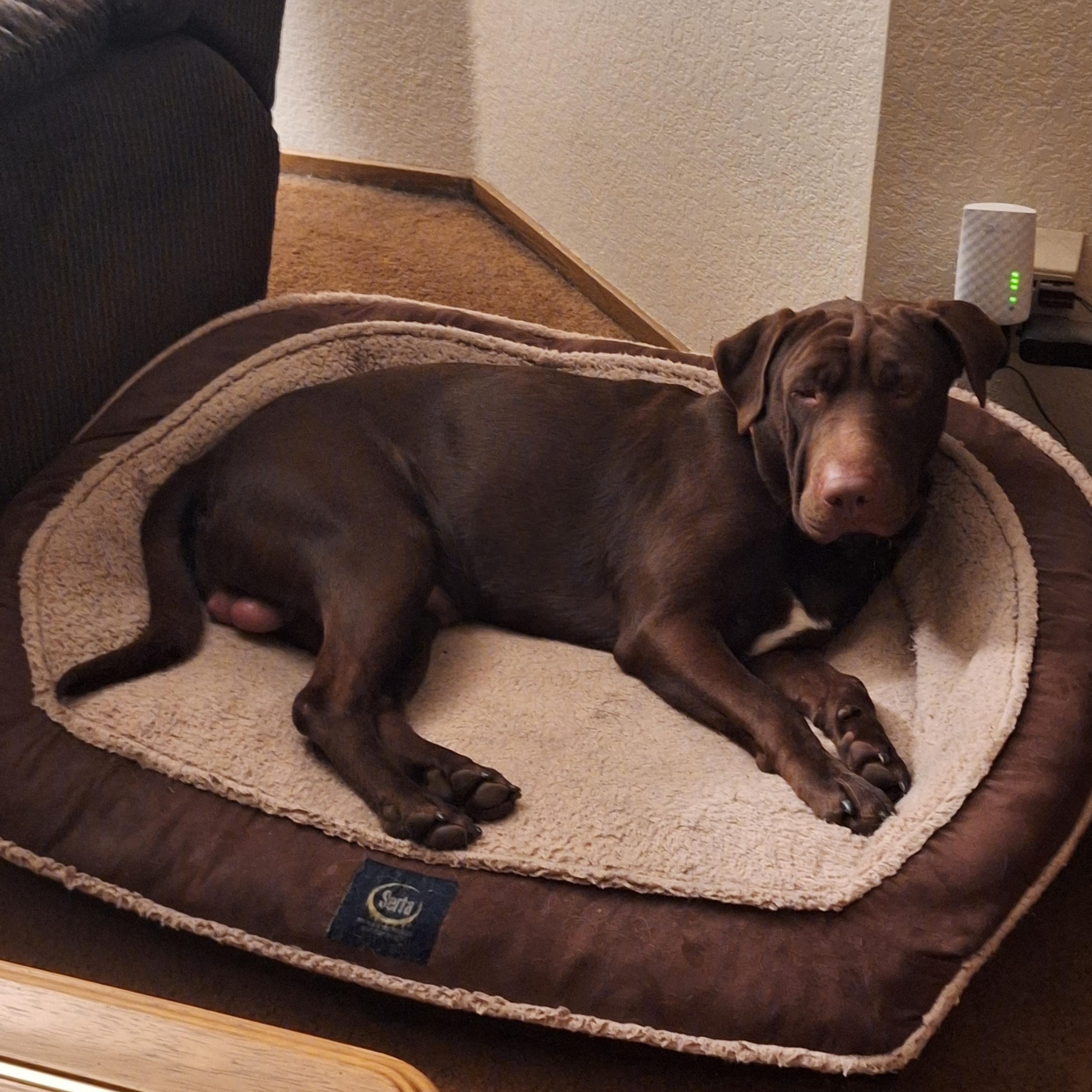 Enlarge Fudge, an adopted mixed breed in Sacramento, CA image 2/6