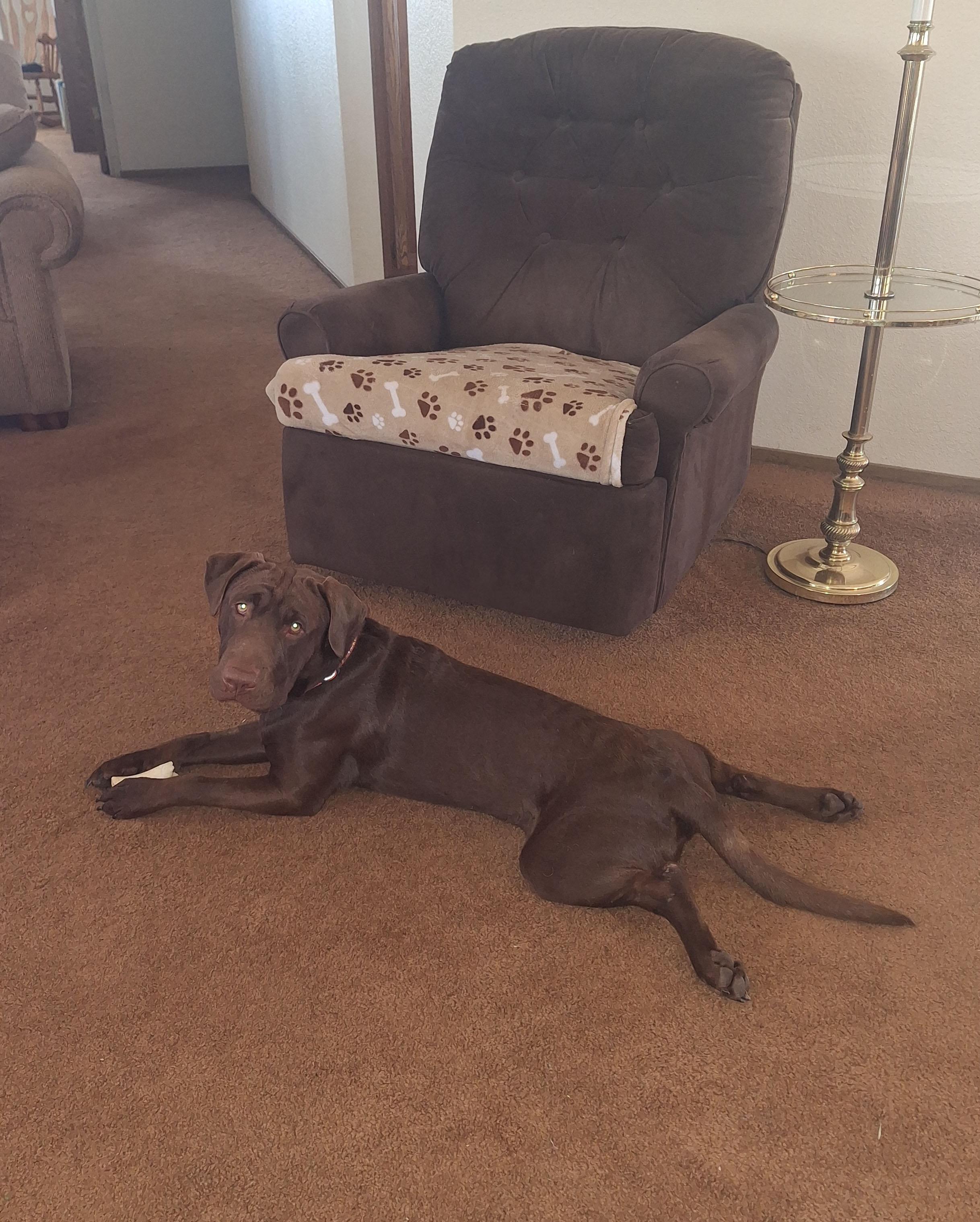 Enlarge Fudge, an adopted mixed breed in Sacramento, CA image 4/6