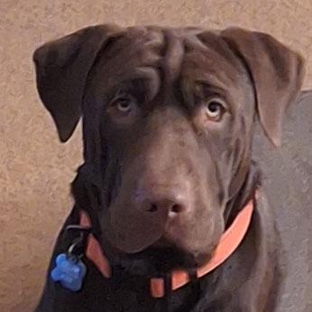 Fudge, Adoptable, Young Male Labrador Retriever.