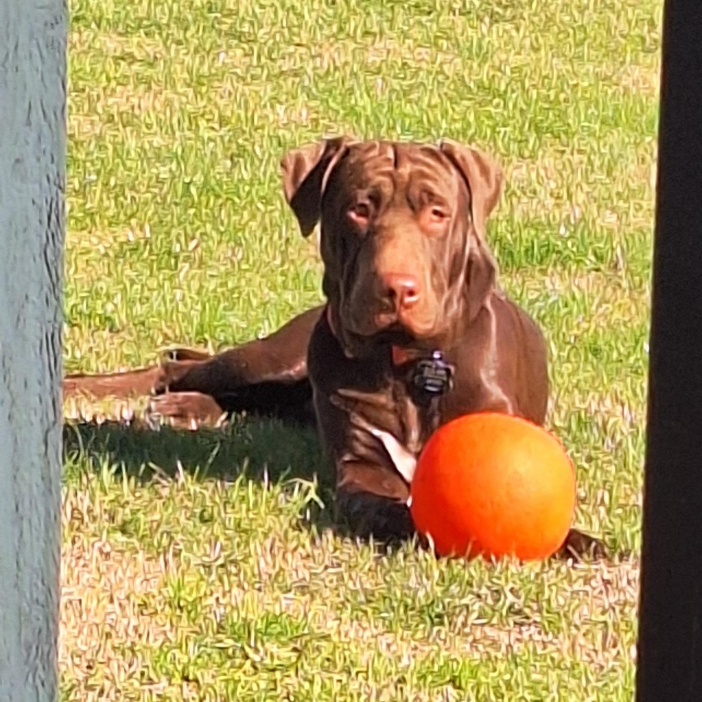 Enlarge Fudge, an adopted mixed breed in Sacramento, CA image 3/6