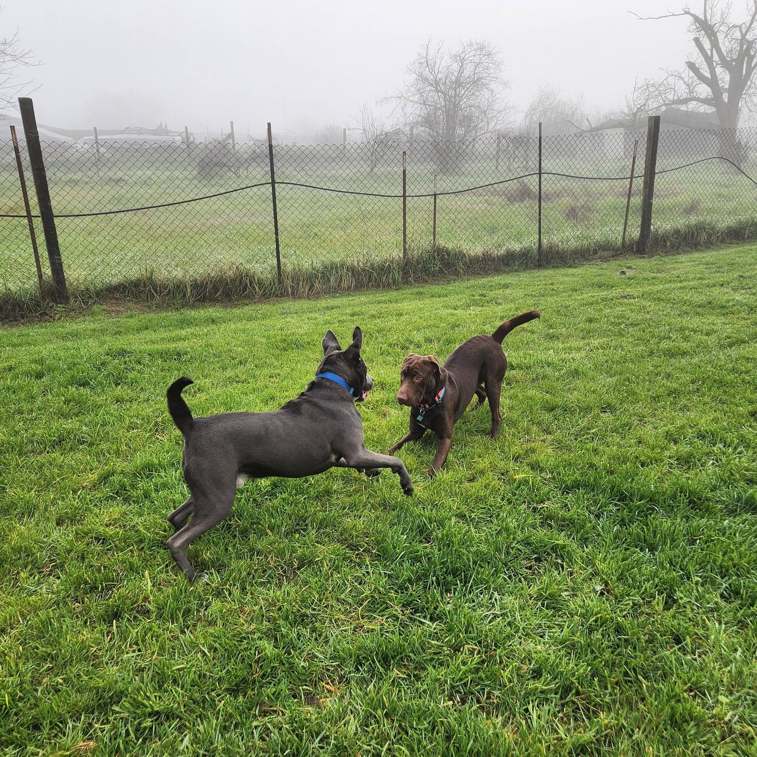 Enlarge Fudge, an adopted mixed breed in Sacramento, CA image 5/6