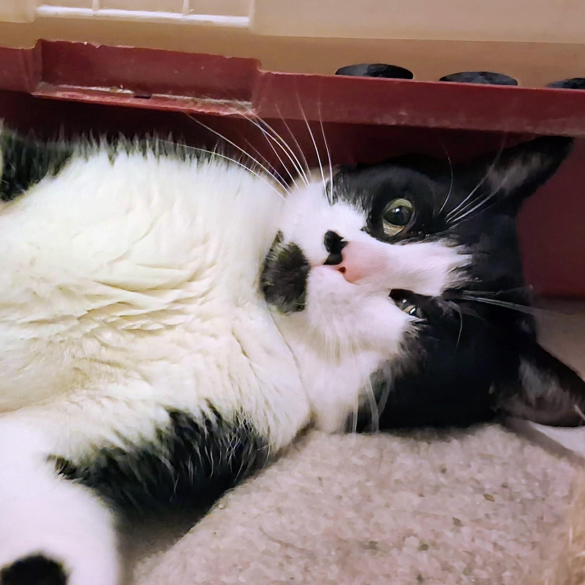 Spot, a ADOPTABLE Tuxedo in Toronto, ON image 1/4