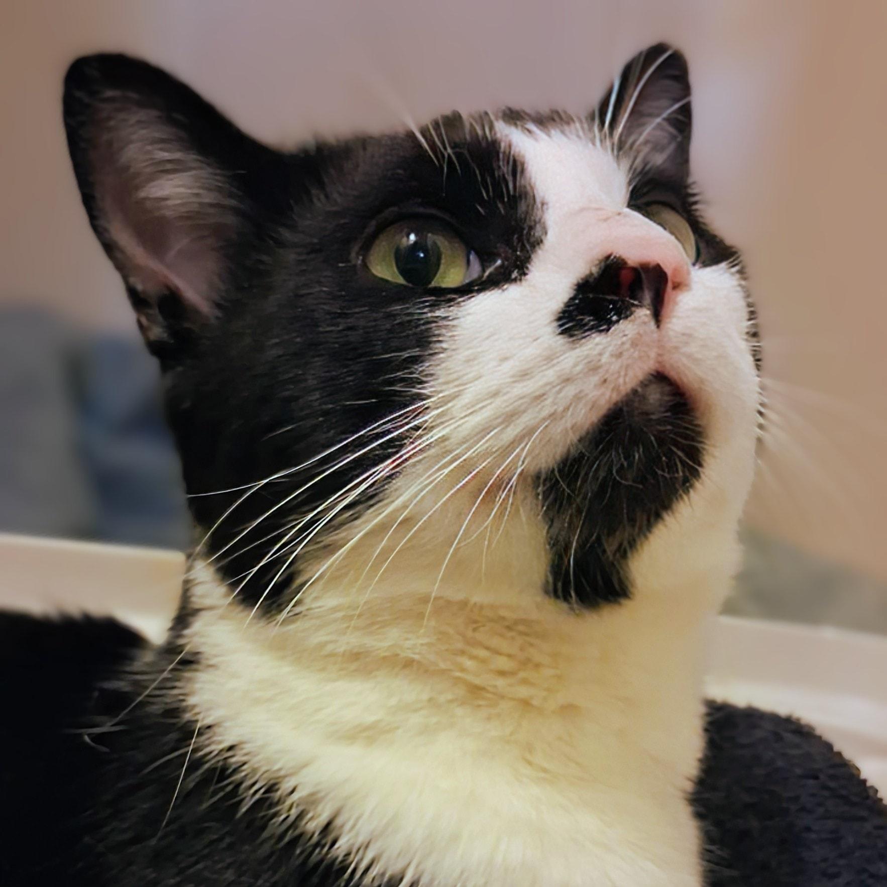 Spot, a ADOPTABLE Tuxedo in Toronto, ON image 2/4