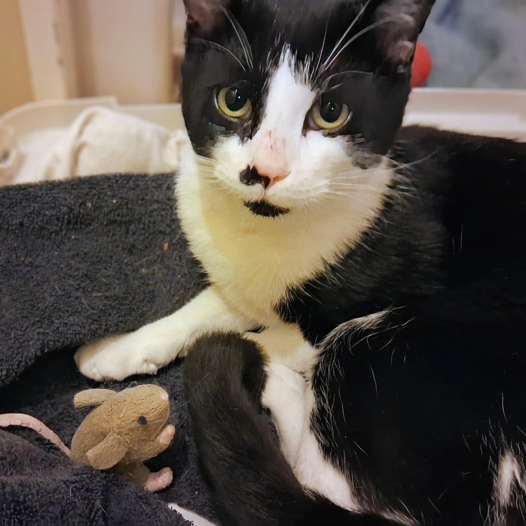Spot, a ADOPTABLE Tuxedo in Toronto, ON image 3/4