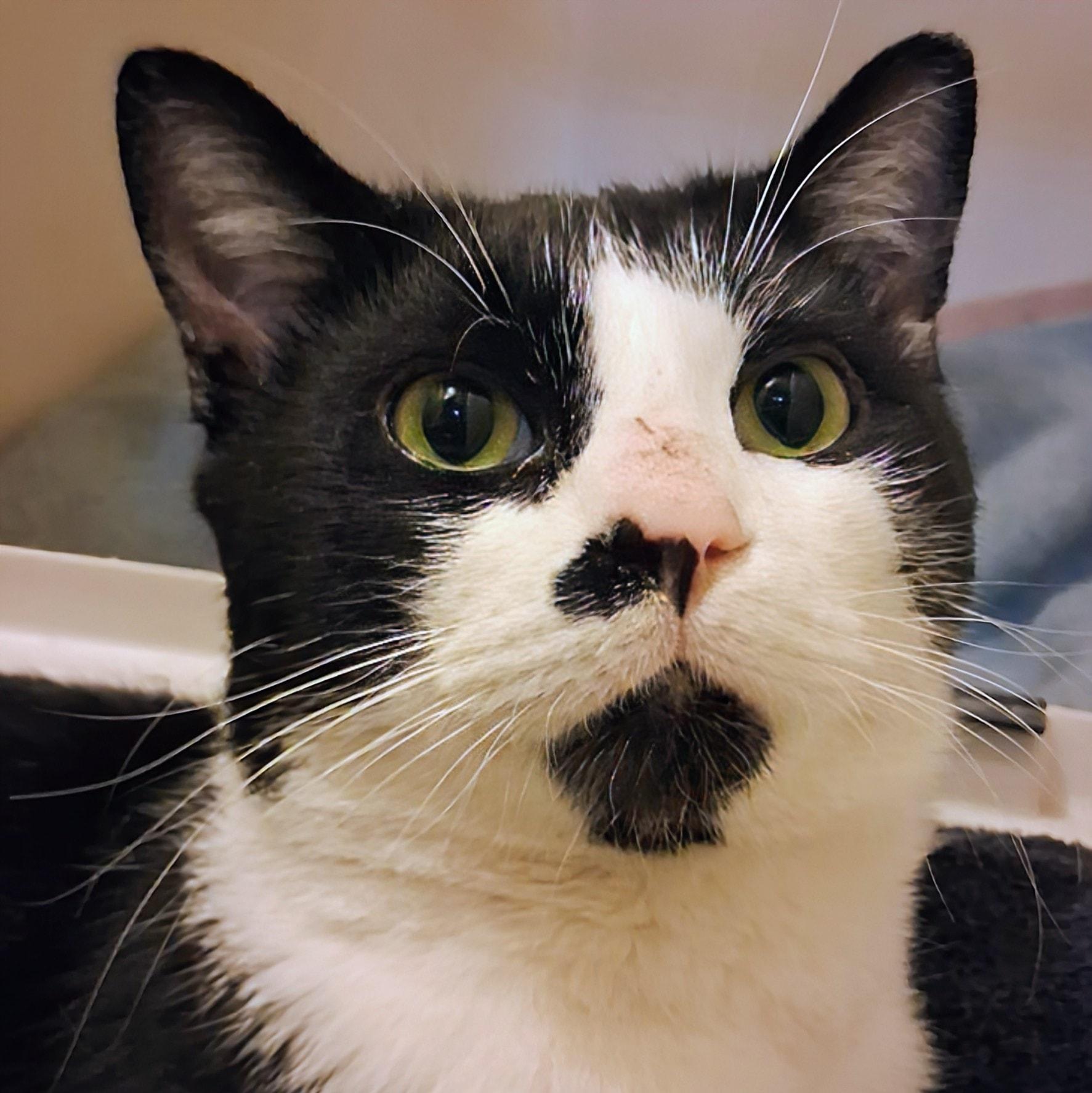 Spot, a ADOPTABLE Tuxedo in Toronto, ON image 4/4