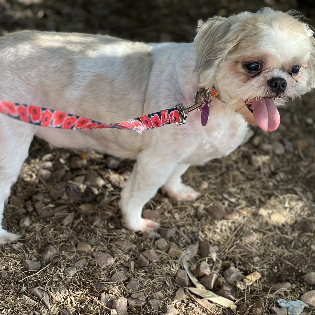 Clyde, Adoptable, Senior Male Shih Tzu.