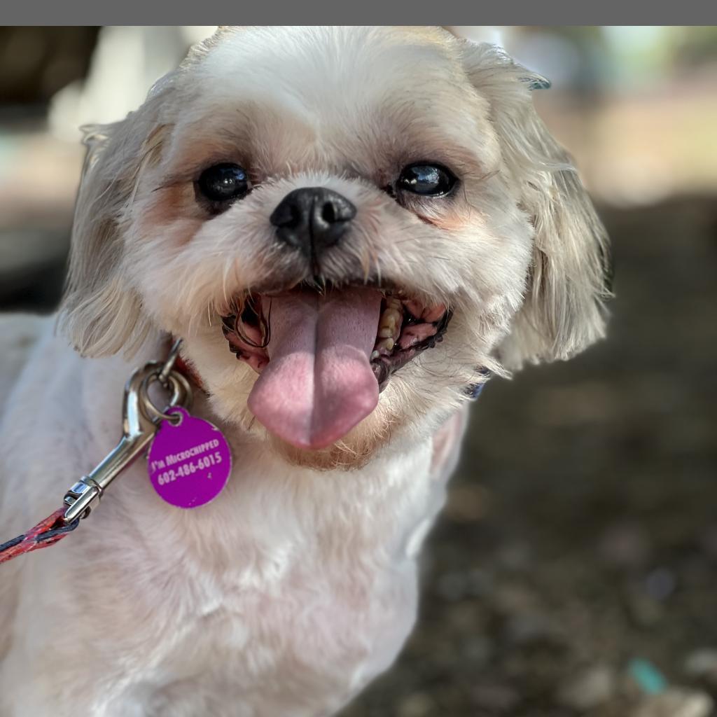 Enlarge Clyde, a Adoptable Shih Tzu in Phoenix, AZ image 2/3