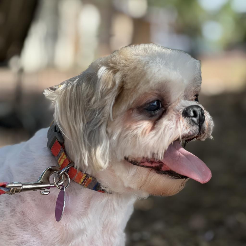 Enlarge Clyde, a Adoptable Shih Tzu in Phoenix, AZ image 3/3