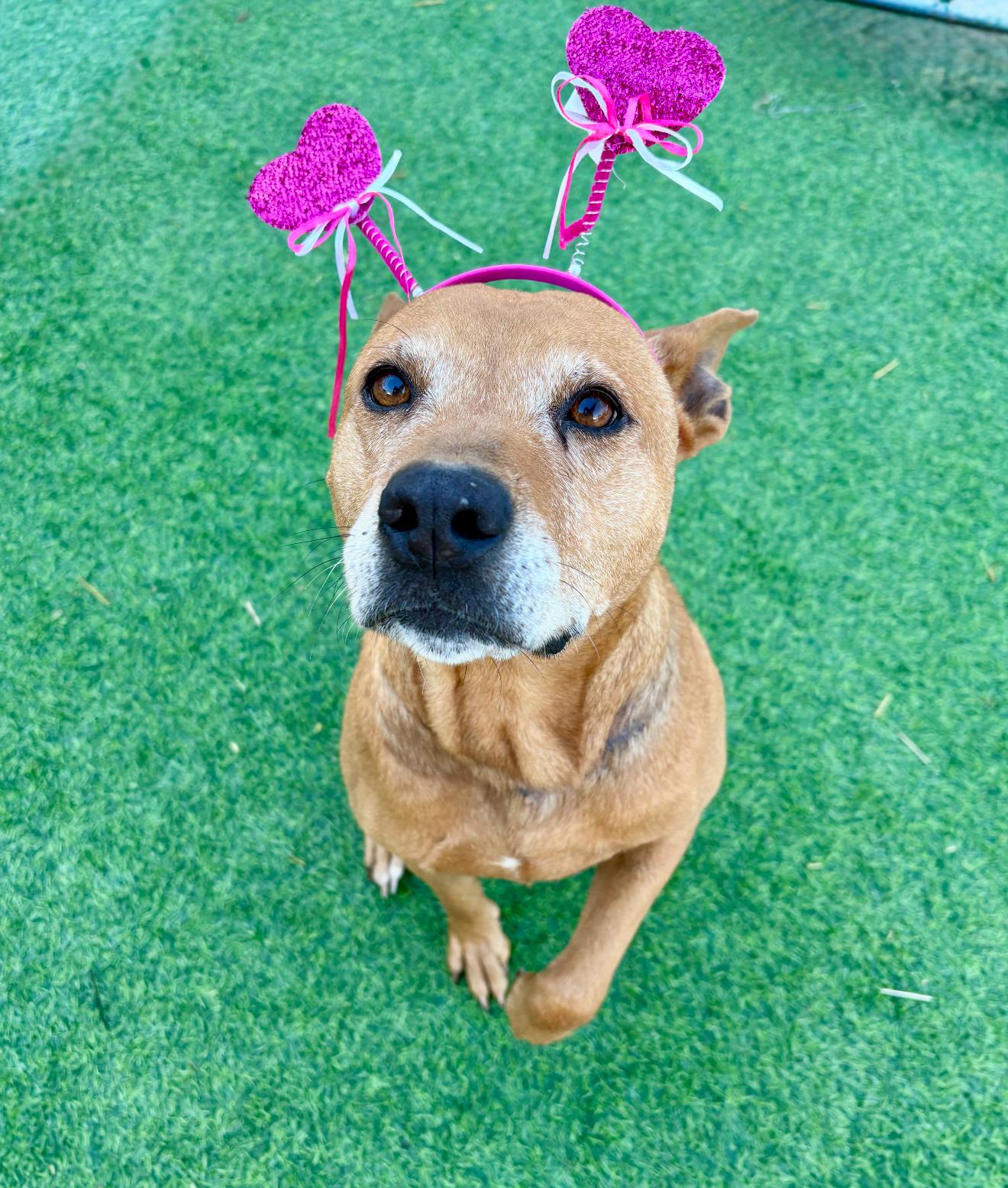 Rosella "Rose", the sweetest blossom, a Adoptable mixed breed in Christiana, DE image 4/6