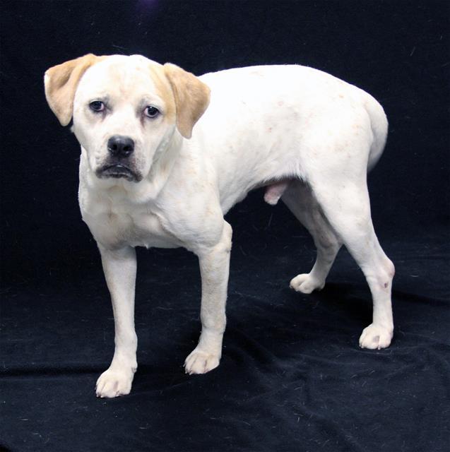 Enlarge WILSON, a Adoptable mixed breed in Winter Haven, FL image 1/1