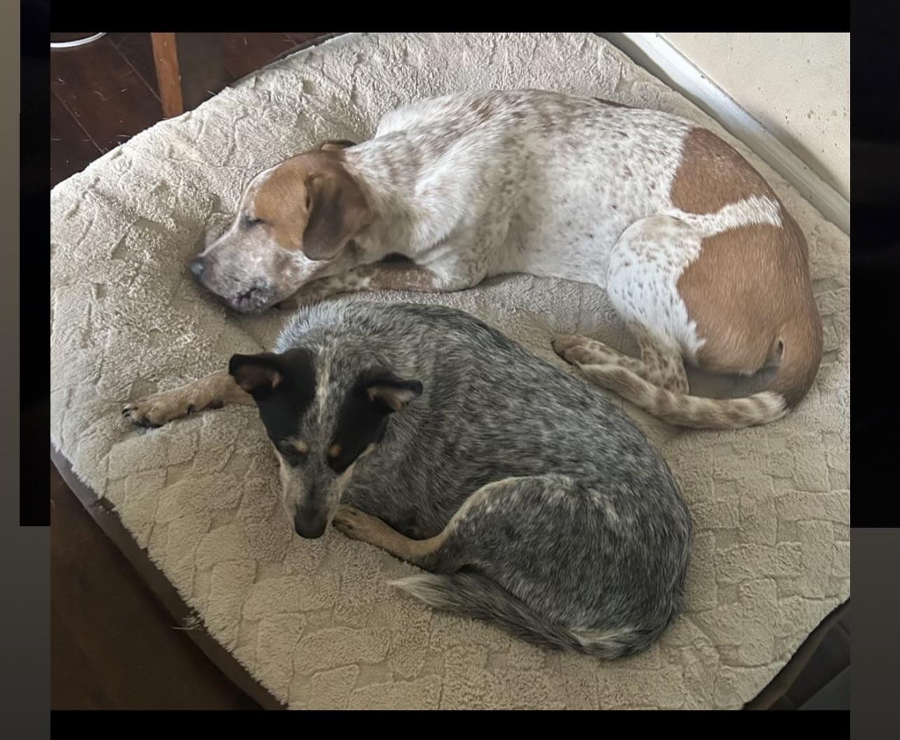 Enlarge George, a Adoptable Mixed Breed in Puyallup, WA image 3/3