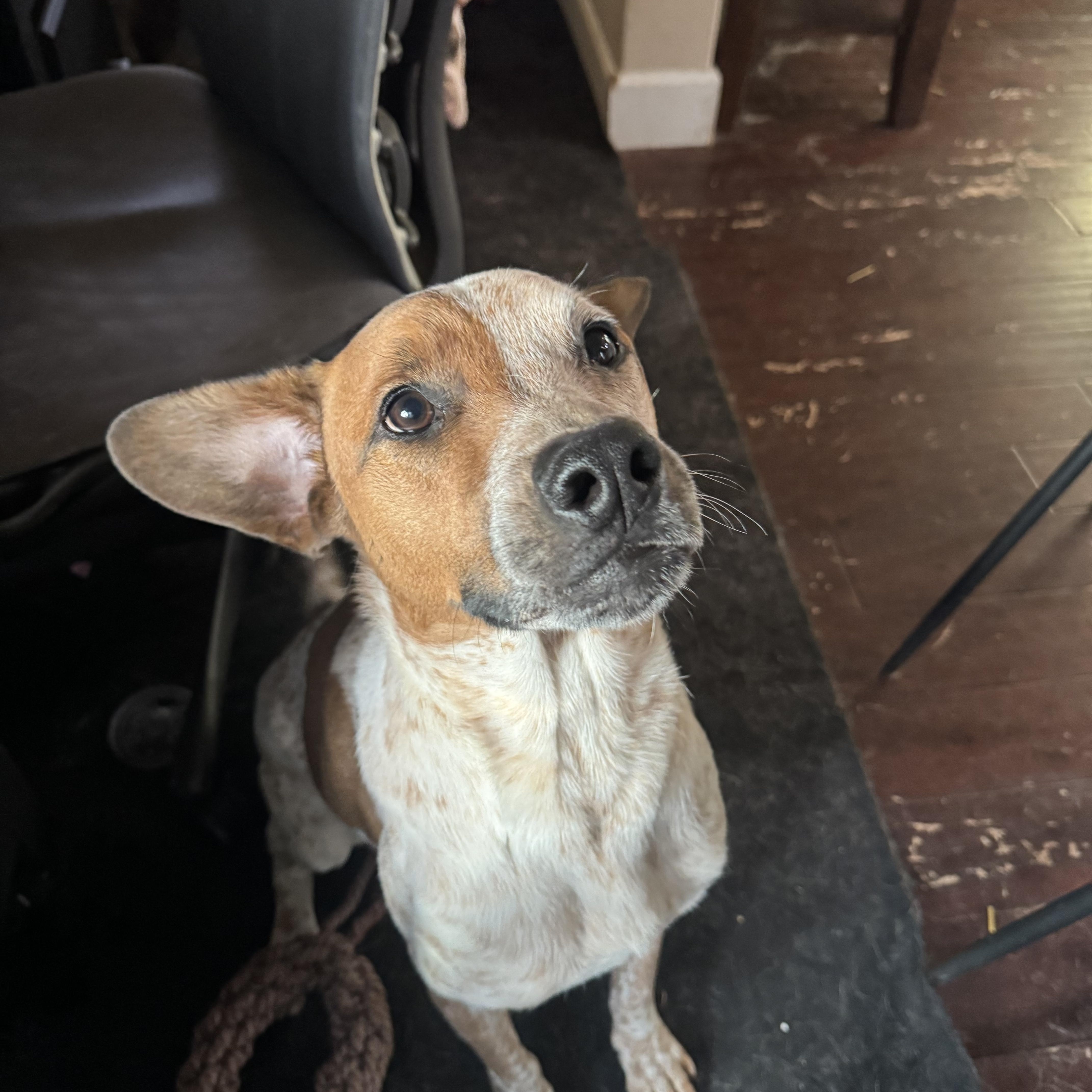 George, Adoptable, Adult Male Mixed Breed.