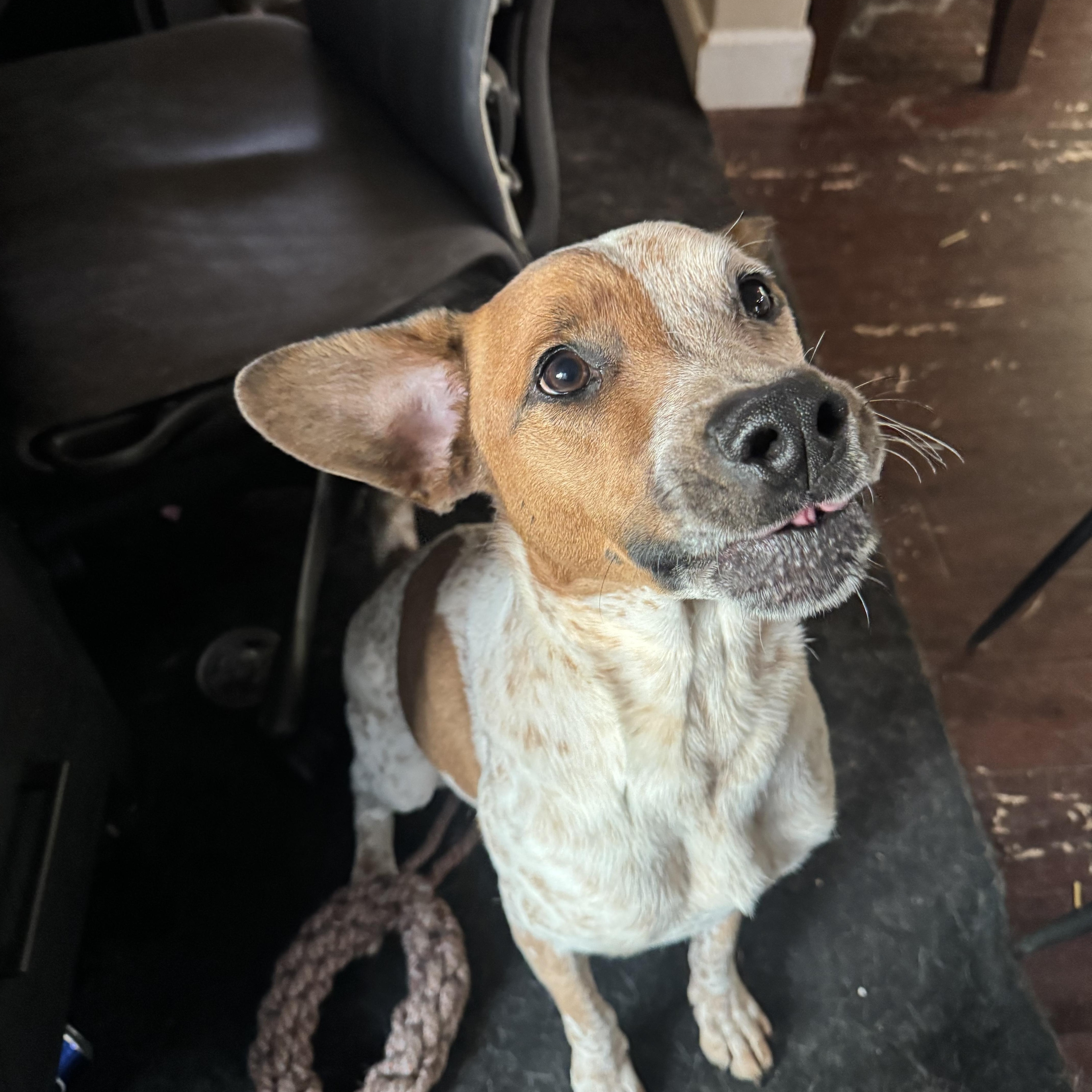 Enlarge George, a Adoptable Mixed Breed in Puyallup, WA image 2/3