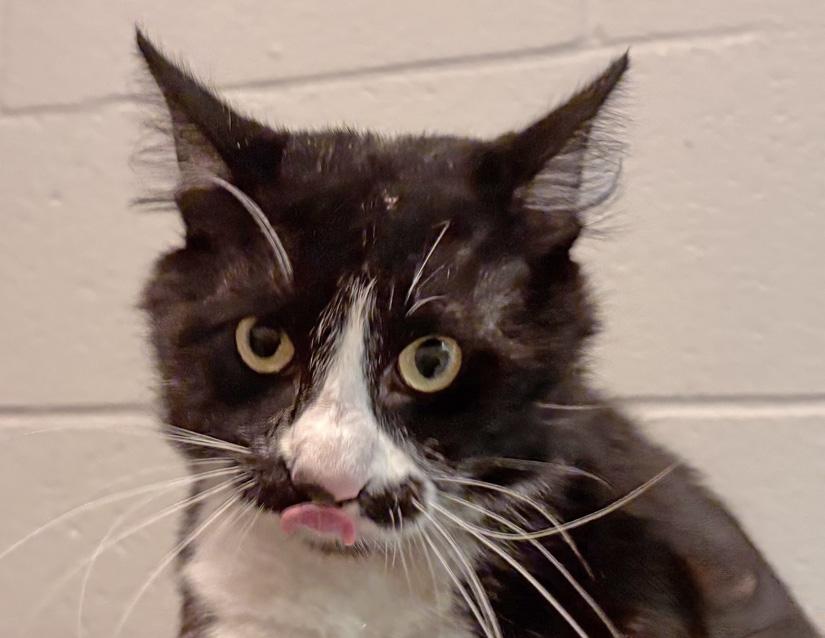 Enlarge Squishy, a Adoptable Domestic Medium Hair in Columbus, IN image 1/1