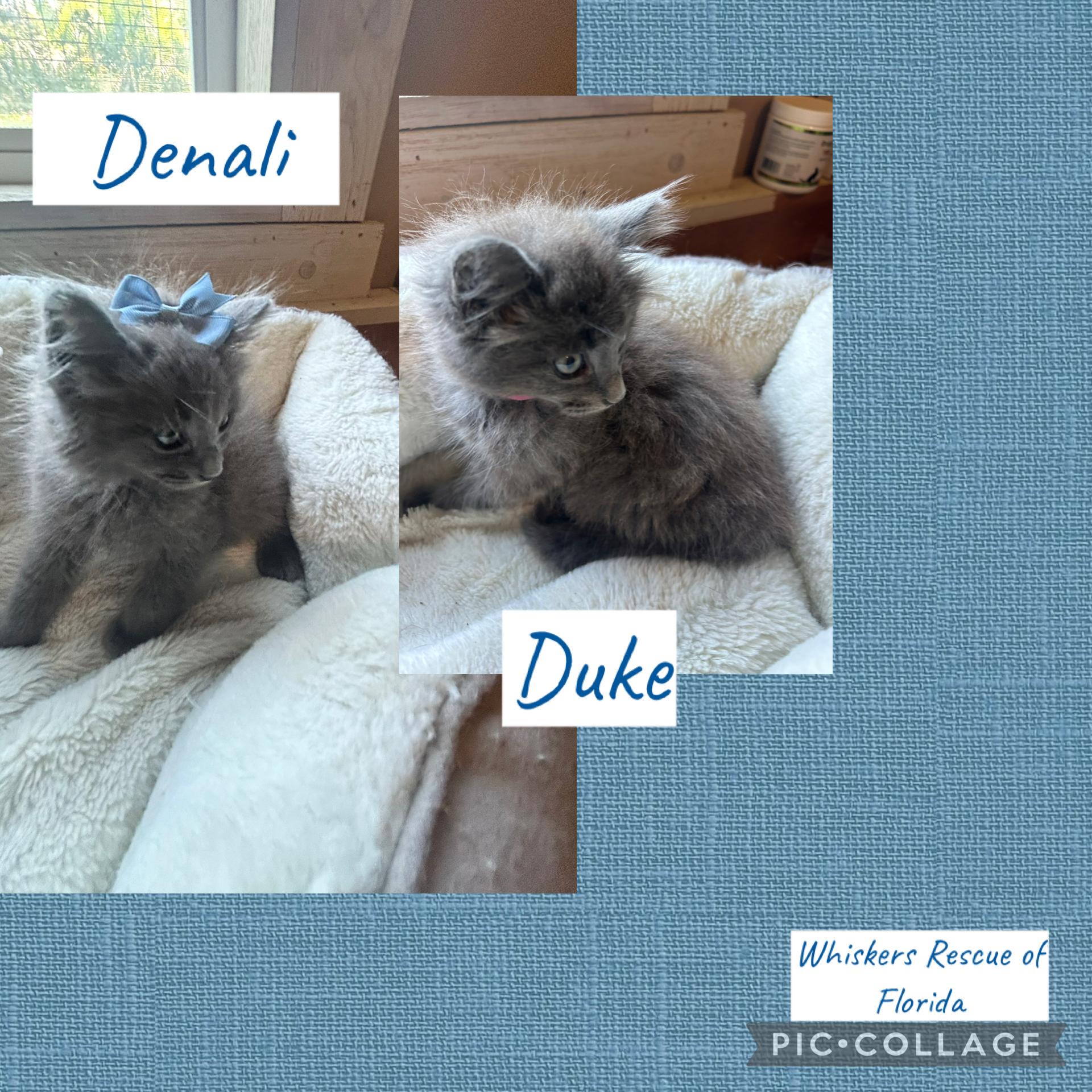 Enlarge Denali & Duke, an adopted mixed breed in Bradenton, FL image 6/6