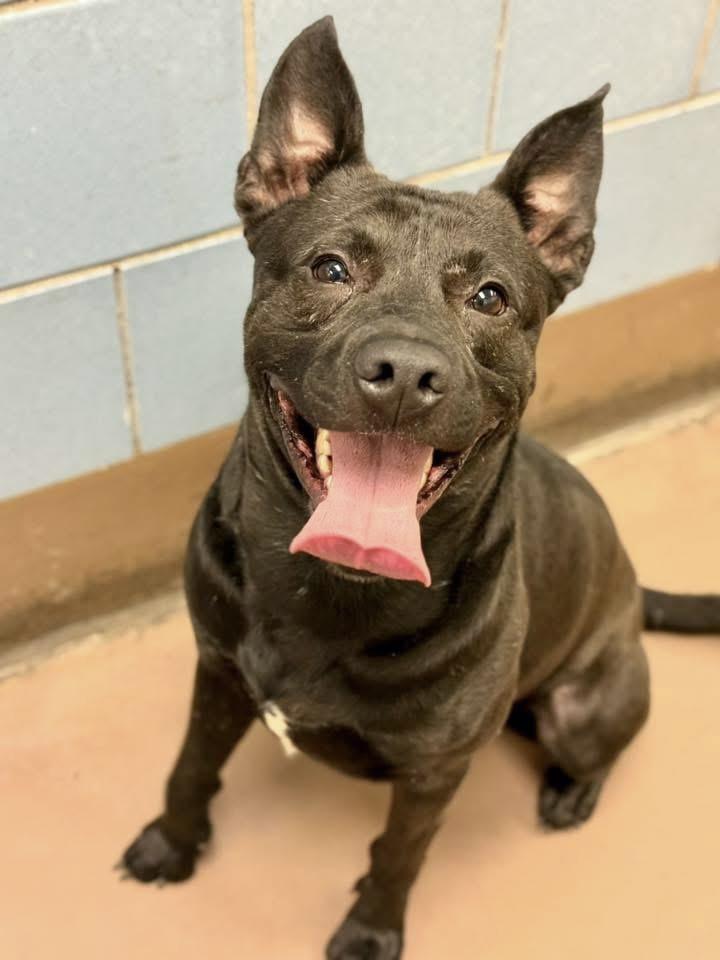 Jackeroo, ADOPTABLE, Young Male Labrador Retriever.