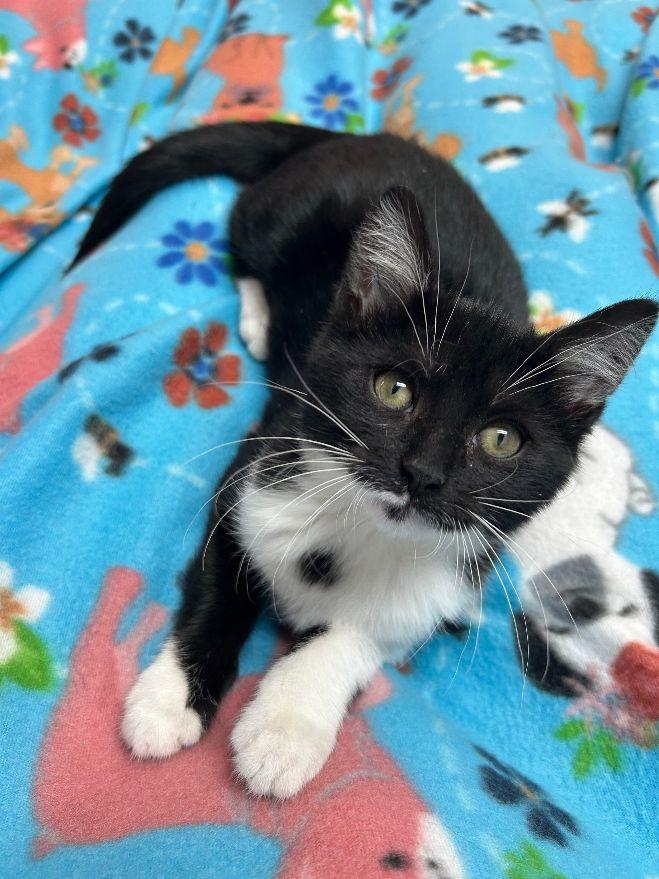 Fenne, a Adoptable Domestic Short Hair in White Oak, PA image 2/4