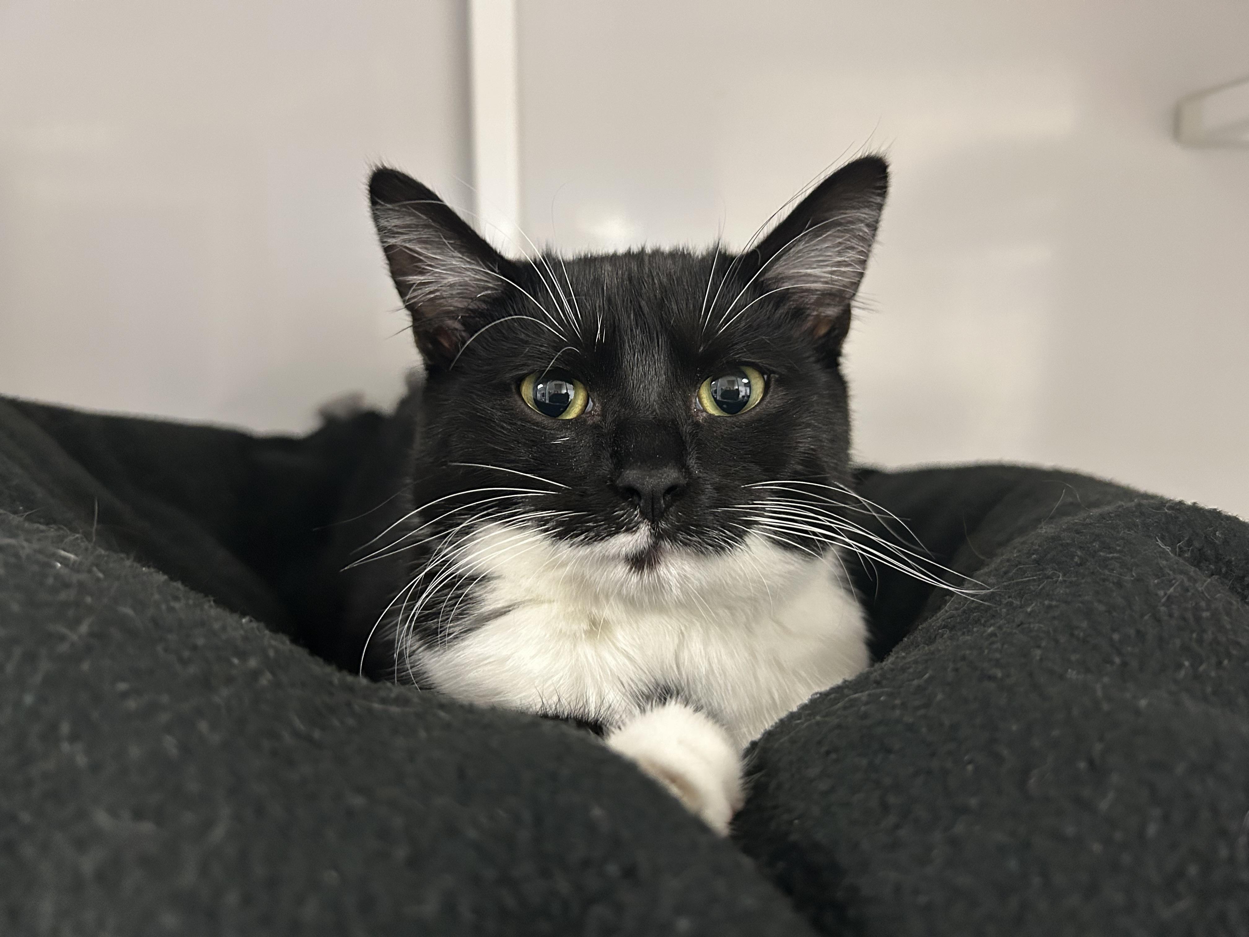 Fenne, an adoptable Domestic Short Hair in White Oak, PA image 5/5