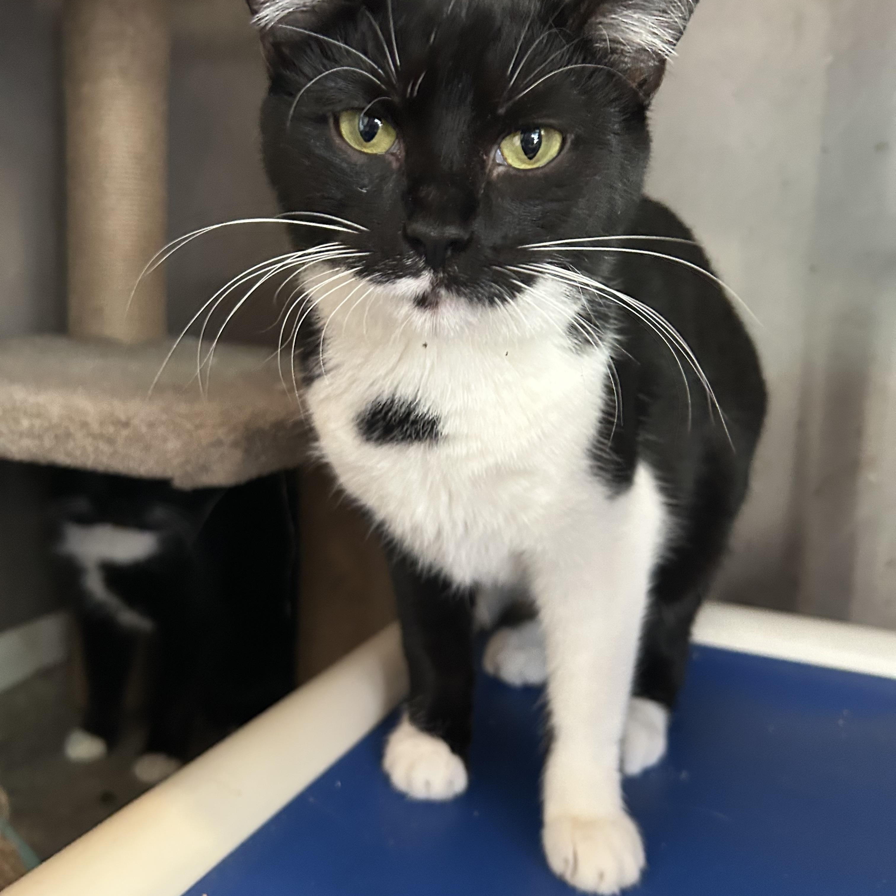 Fenne, adoptable, Adult Female Domestic Short Hair.