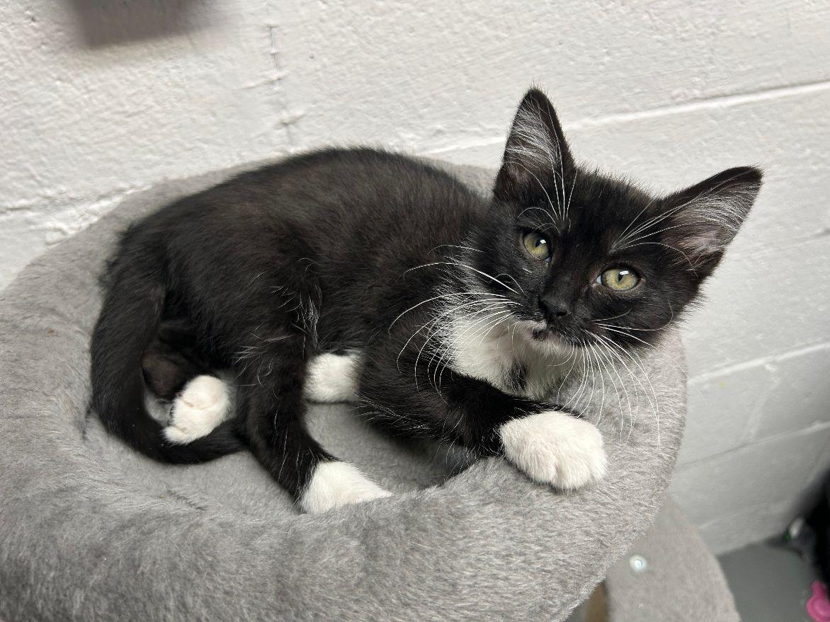 Fenne, a Adoptable Domestic Short Hair in White Oak, PA image 3/4