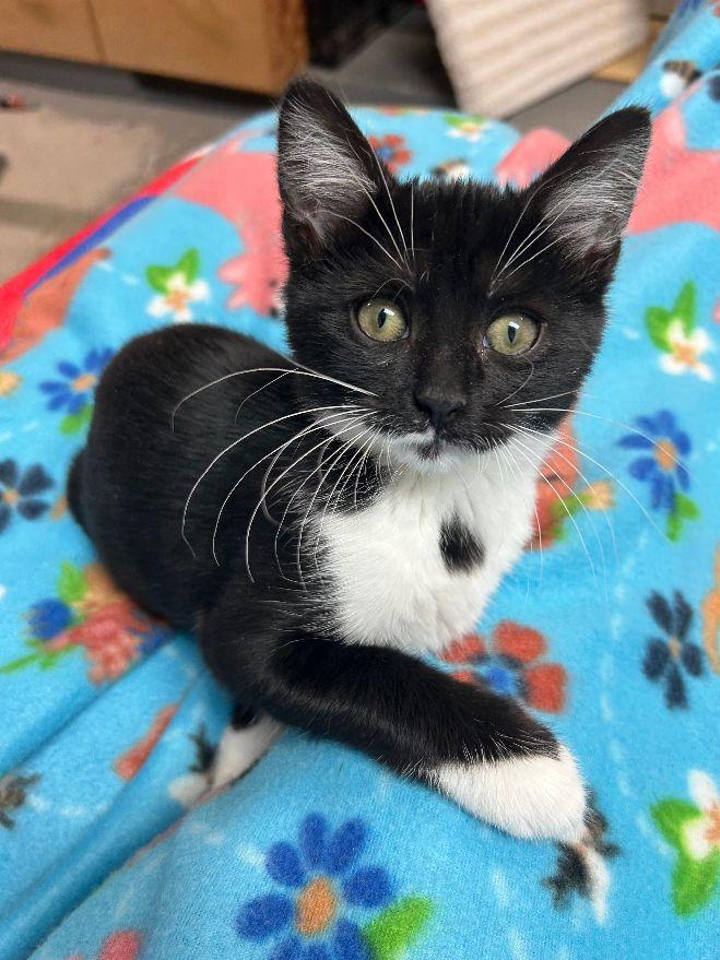 Fenne, Adoptable, Kitten Female Domestic Short Hair.