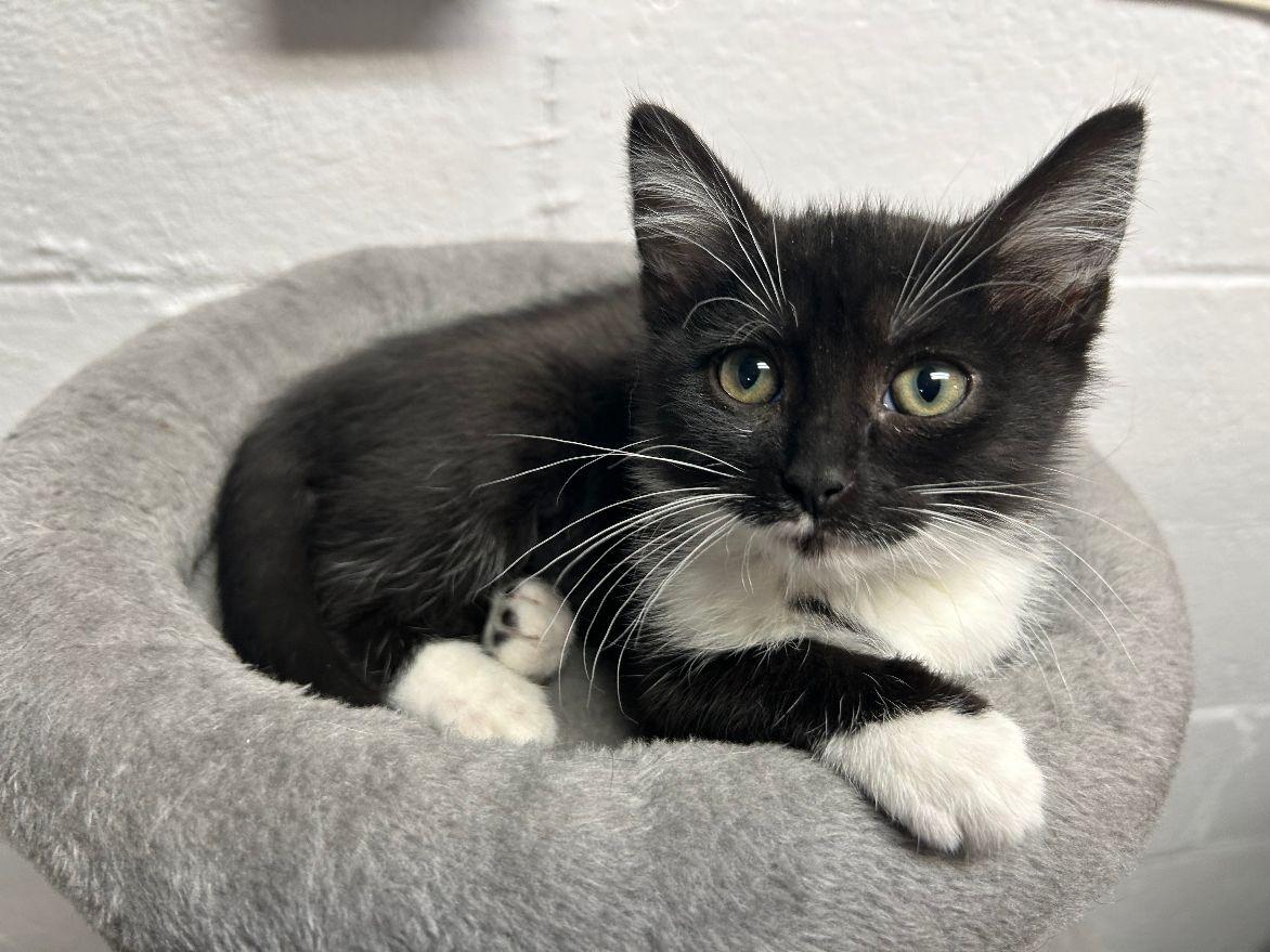 Fenne, a Adoptable Domestic Short Hair in White Oak, PA image 4/4