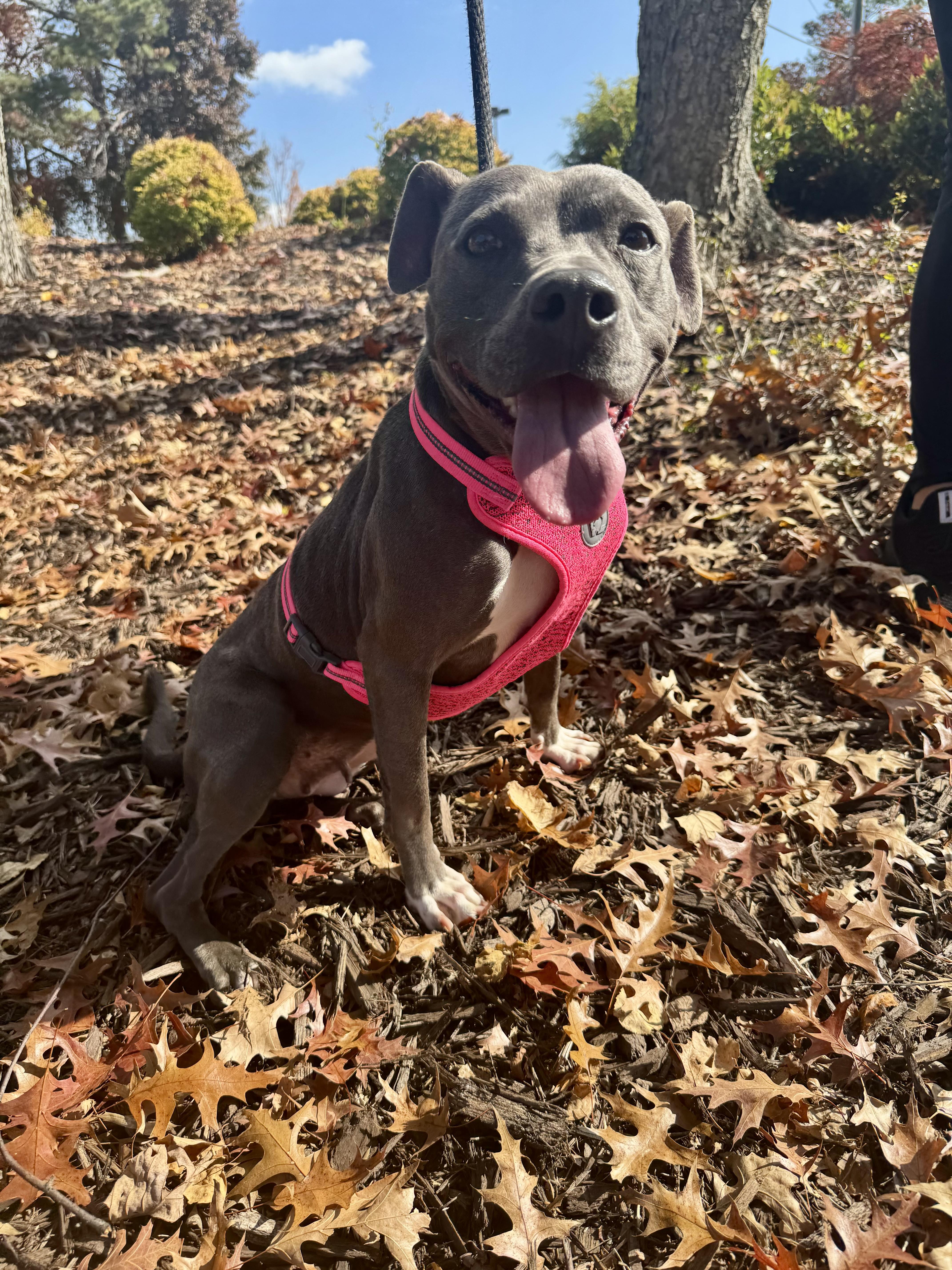 MYSTIC, a Adoptable mixed breed in Newborn, GA image 2/6