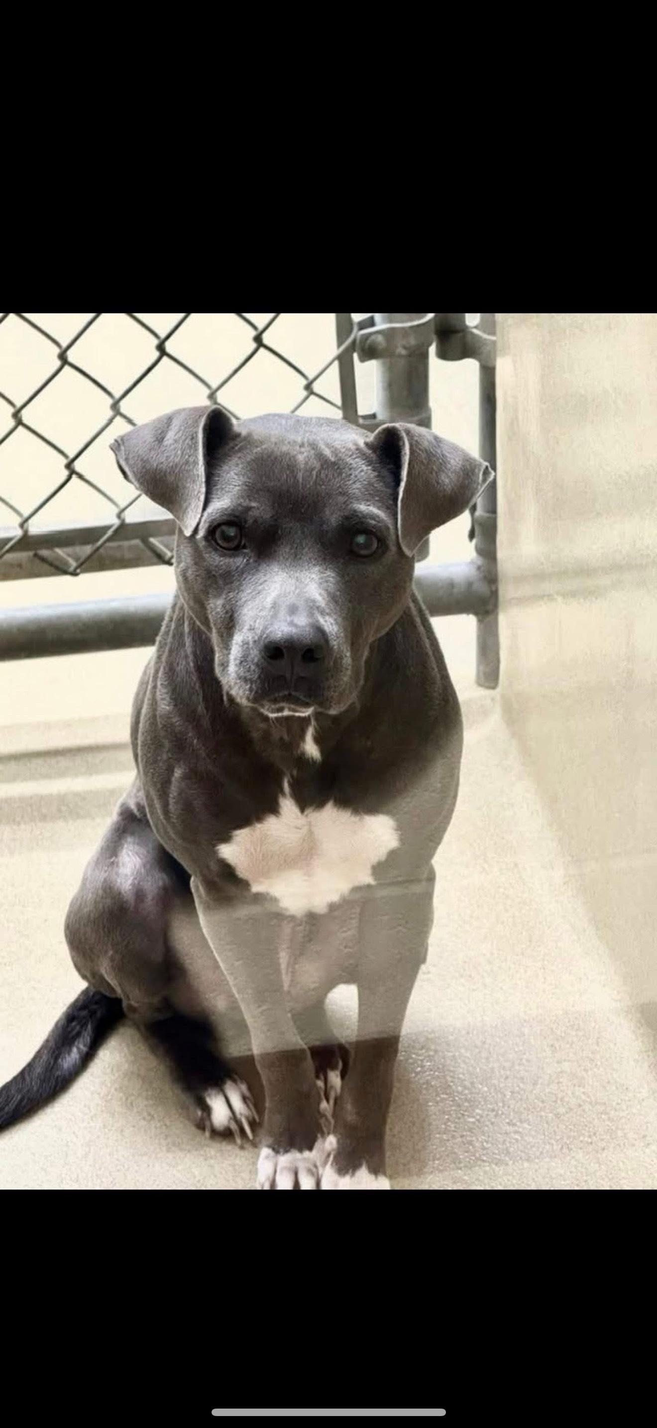 MYSTIC, a Adoptable mixed breed in Newborn, GA image 6/6