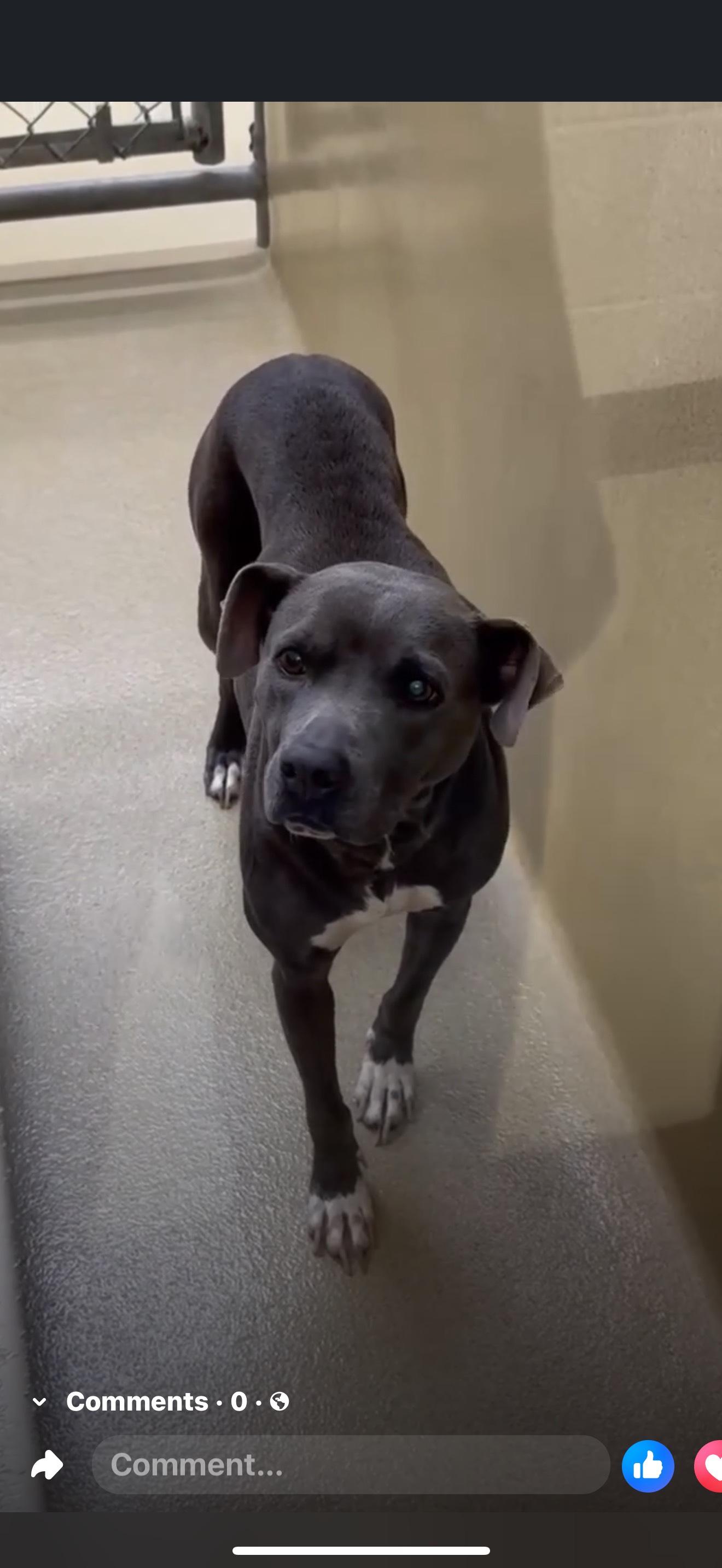 MYSTIC, a Adoptable mixed breed in Newborn, GA image 5/6