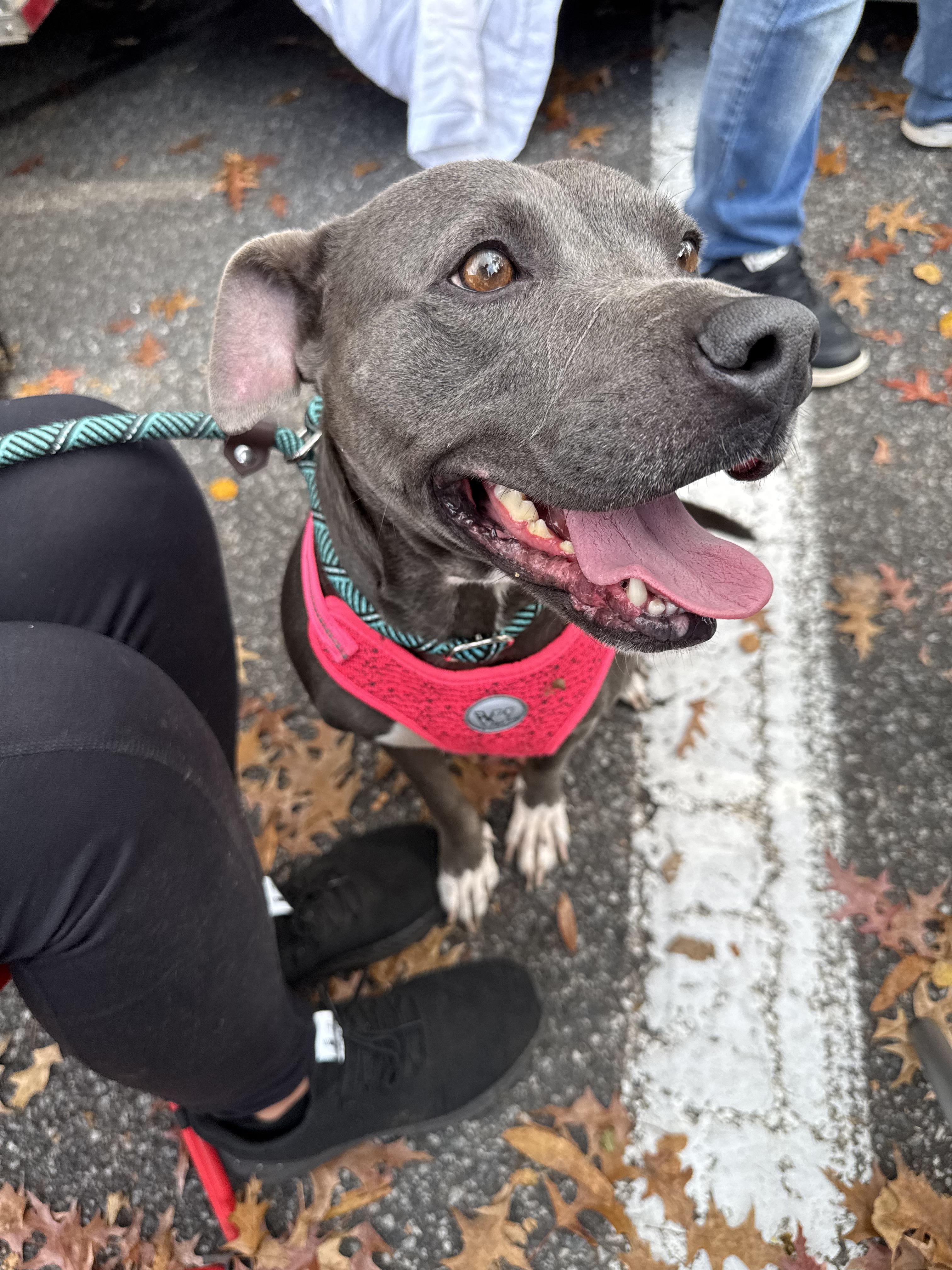 MYSTIC, a Adoptable mixed breed in Newborn, GA image 4/6