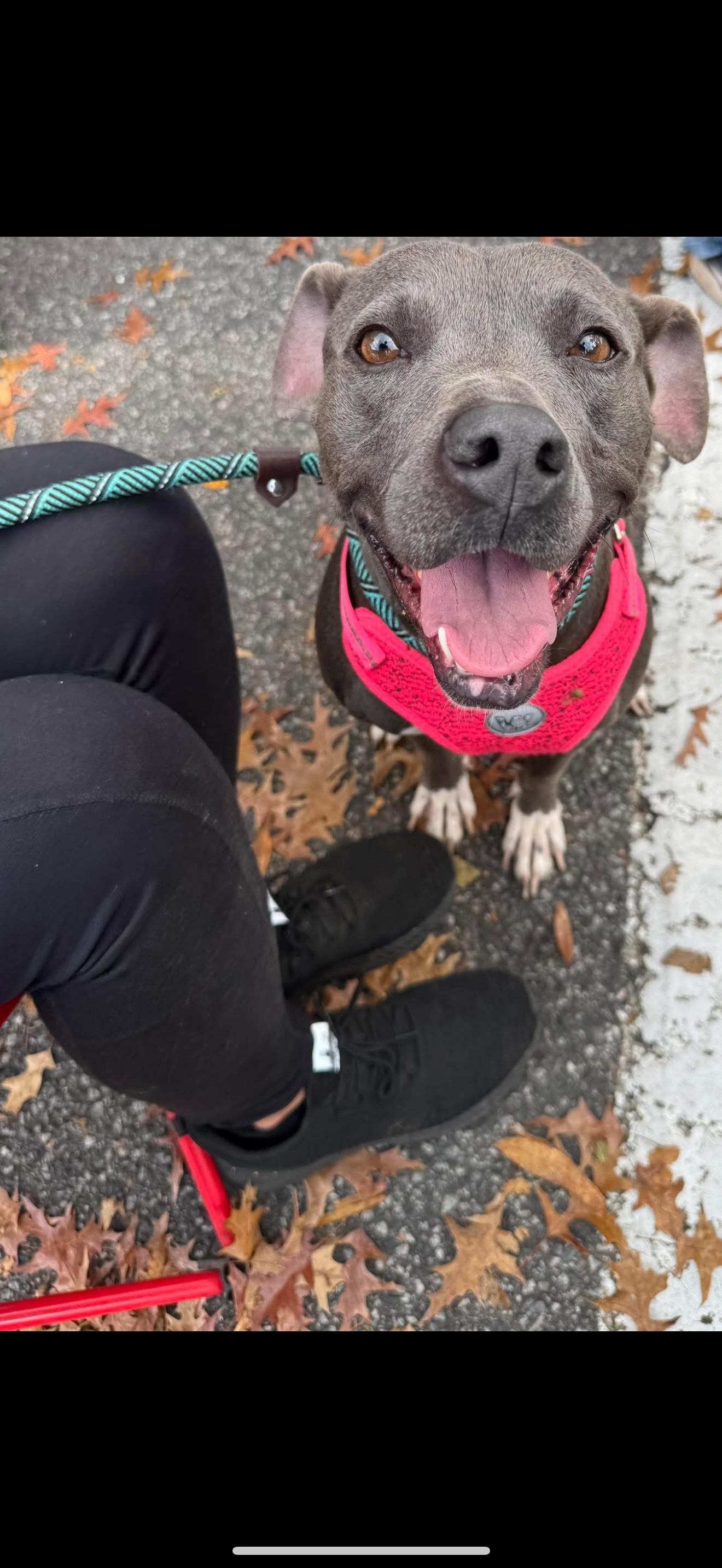 MYSTIC, Adoptable, Young Female American Staffordshire Terrier.