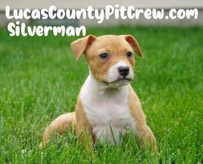 Silverman