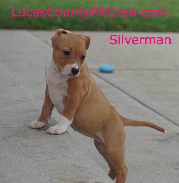 Silverman