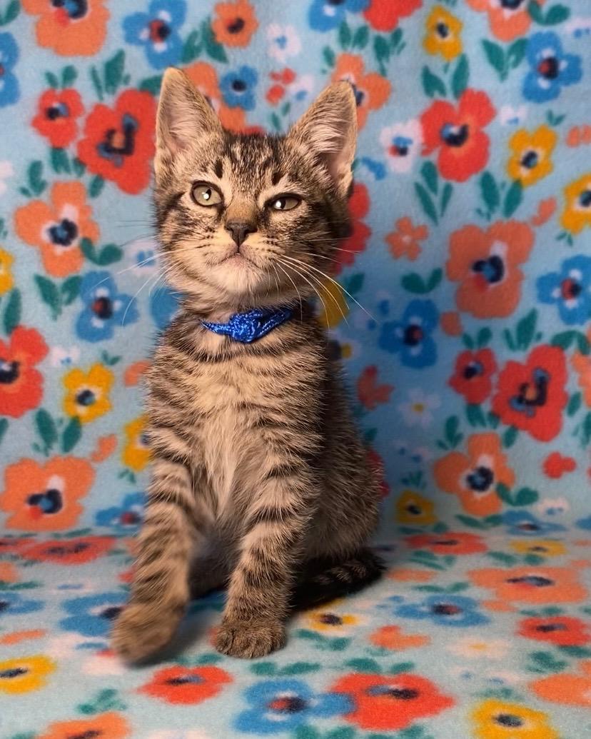 F-K-11 Caspian, an adoptable Tabby in Billings, MT, 59101 | Photo Image 3